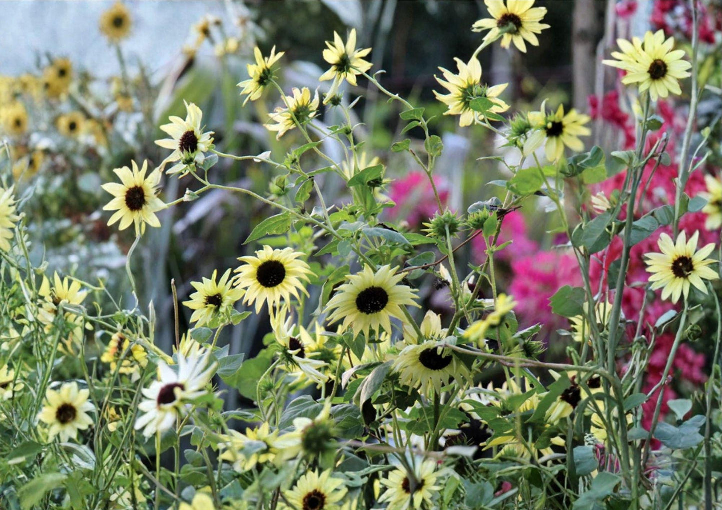 50+ Italian White Sunflower Seeds – Heirloom Non-GMO Tall Flower Seeds for Garden, Cut Flowers, Pollinator Attracting