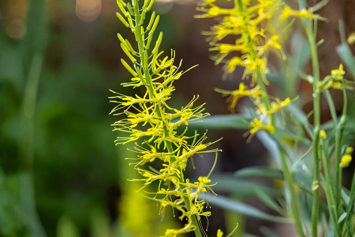 Prince’s Plume Seeds (Stanleya pinnata) – Drought-Tolerant Desert Wildflower with Bright Yellow Blooms for Xeriscaping and Pollinator Gardens