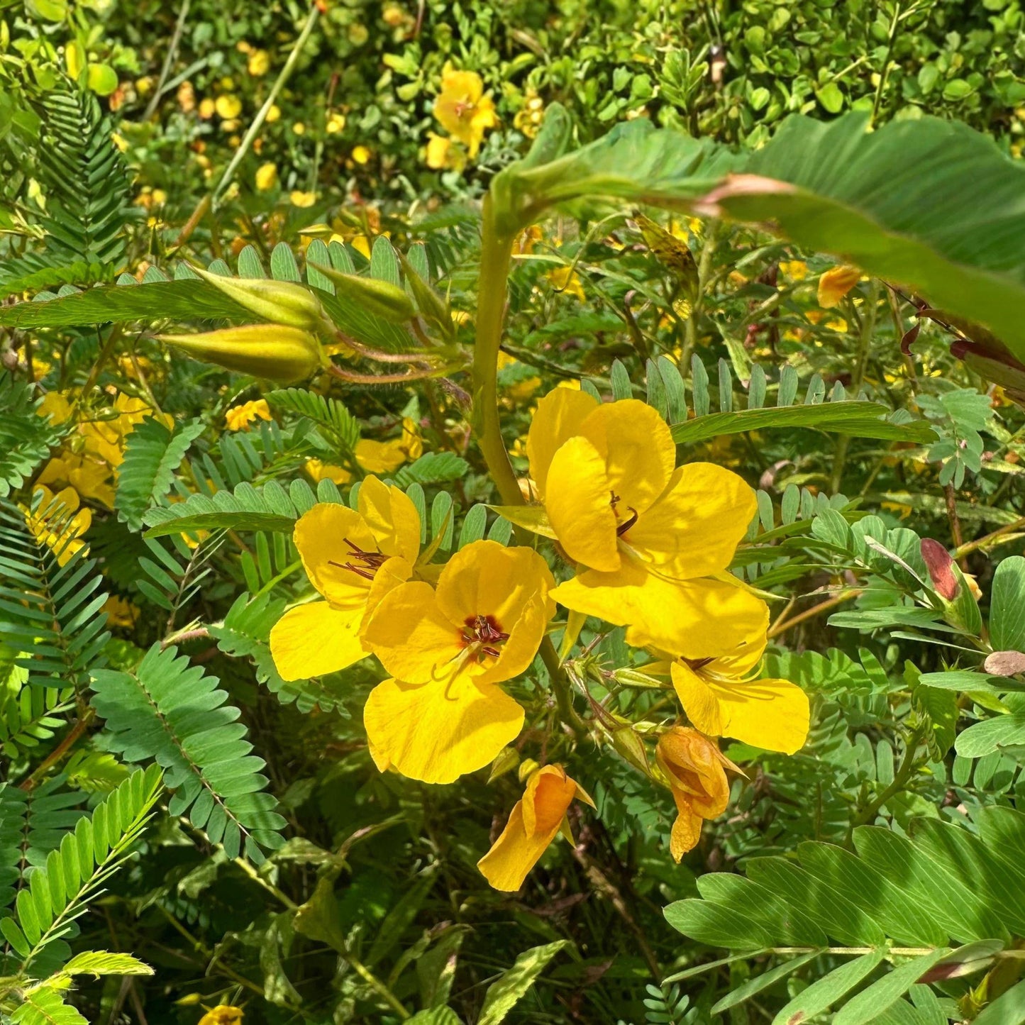 Partridge Pea Seeds 100 Count, Native Wildflower, Yellow Flowers, Pollinator & Habitat Plant, Chamaecrista fasciculata