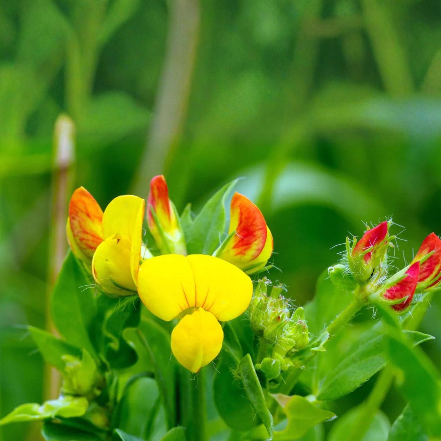 Bird's Foot Trefoil Seeds 100 Yellow Wildflower Forage Legume Lotus corniculatus