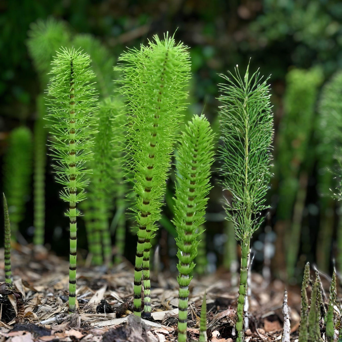 Horsetail Plant Cuttings – 10 Equisetum Aquatic Pond Live Cuttings for Water Gardens and Aquascape