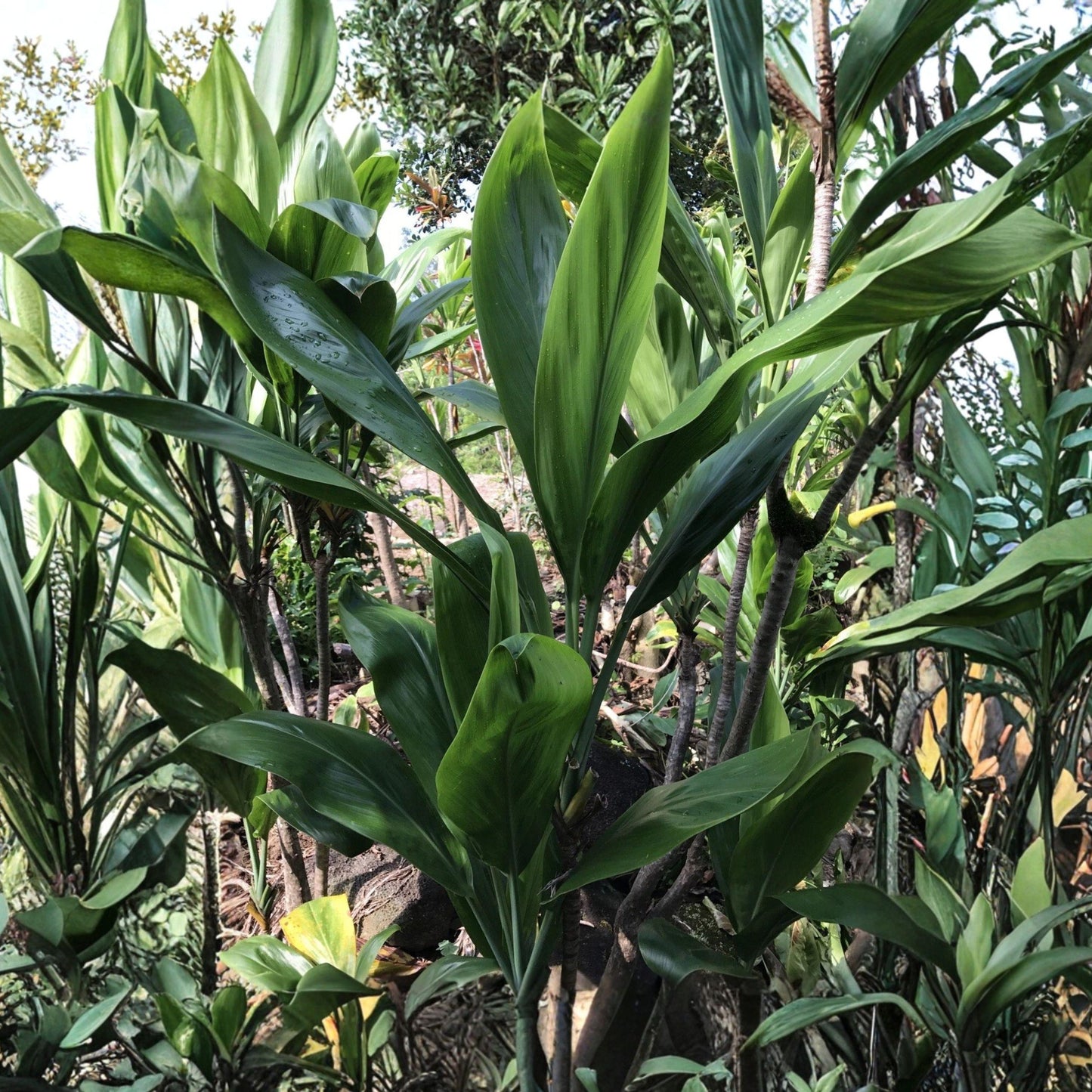 Green Ti Leaf Cuttings - 6 Inch Propagation Logs for Cordyline fruticosa Tropical Foliage Plant