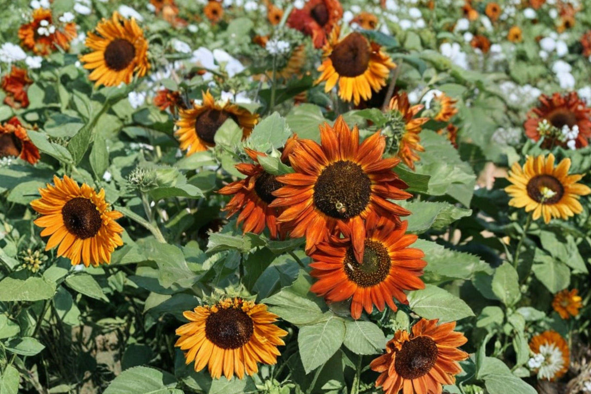 Earthwalker Sunflower Seeds Heirloom Multi-Color Autumn Tones for Cut Flowers & Garden