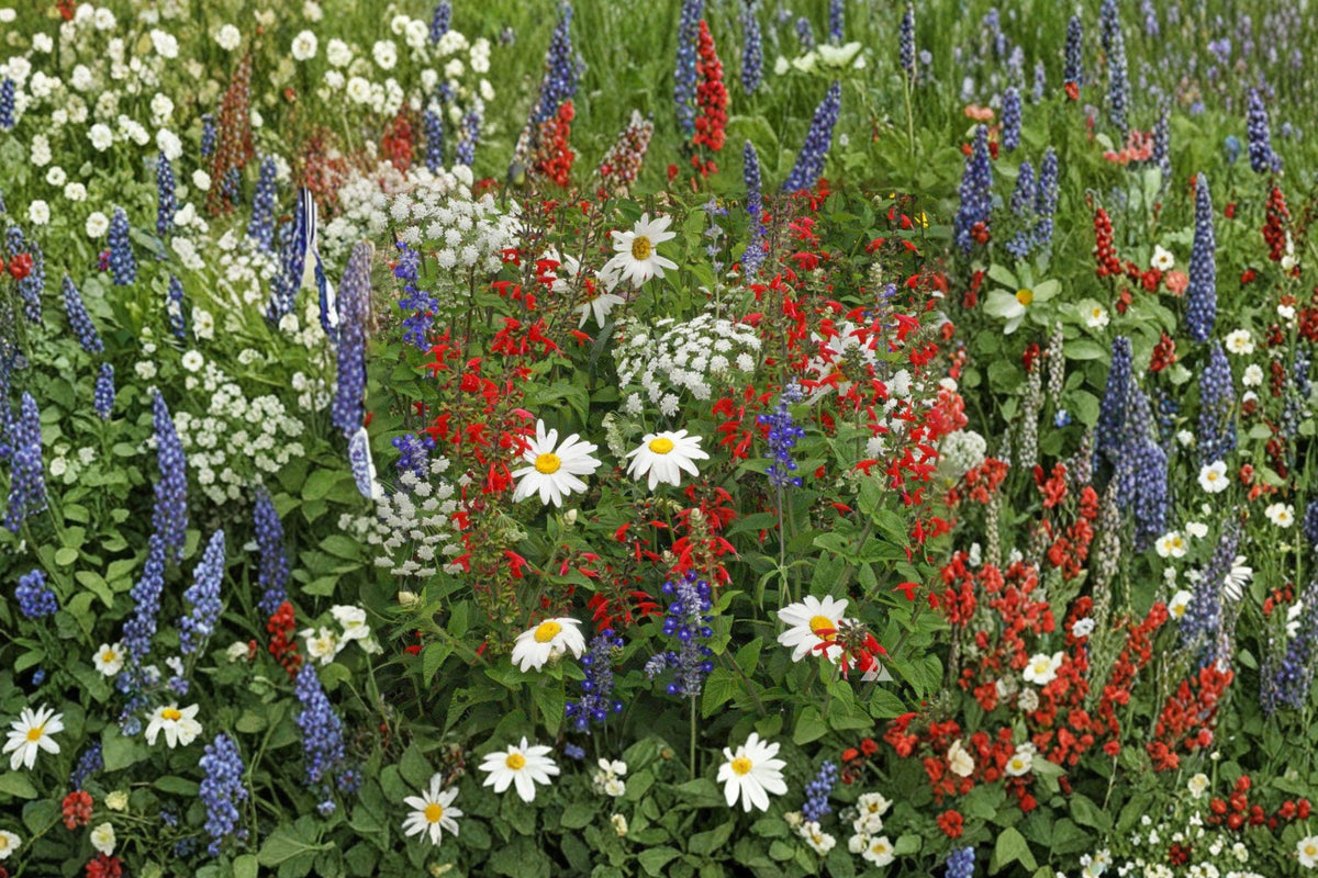 Red, White & Blue Wildflower Seeds - Drought Resistant Bee-Friendly Pollinator Mix, 1000+ Seeds, Natural Landscape, Easy Gardening