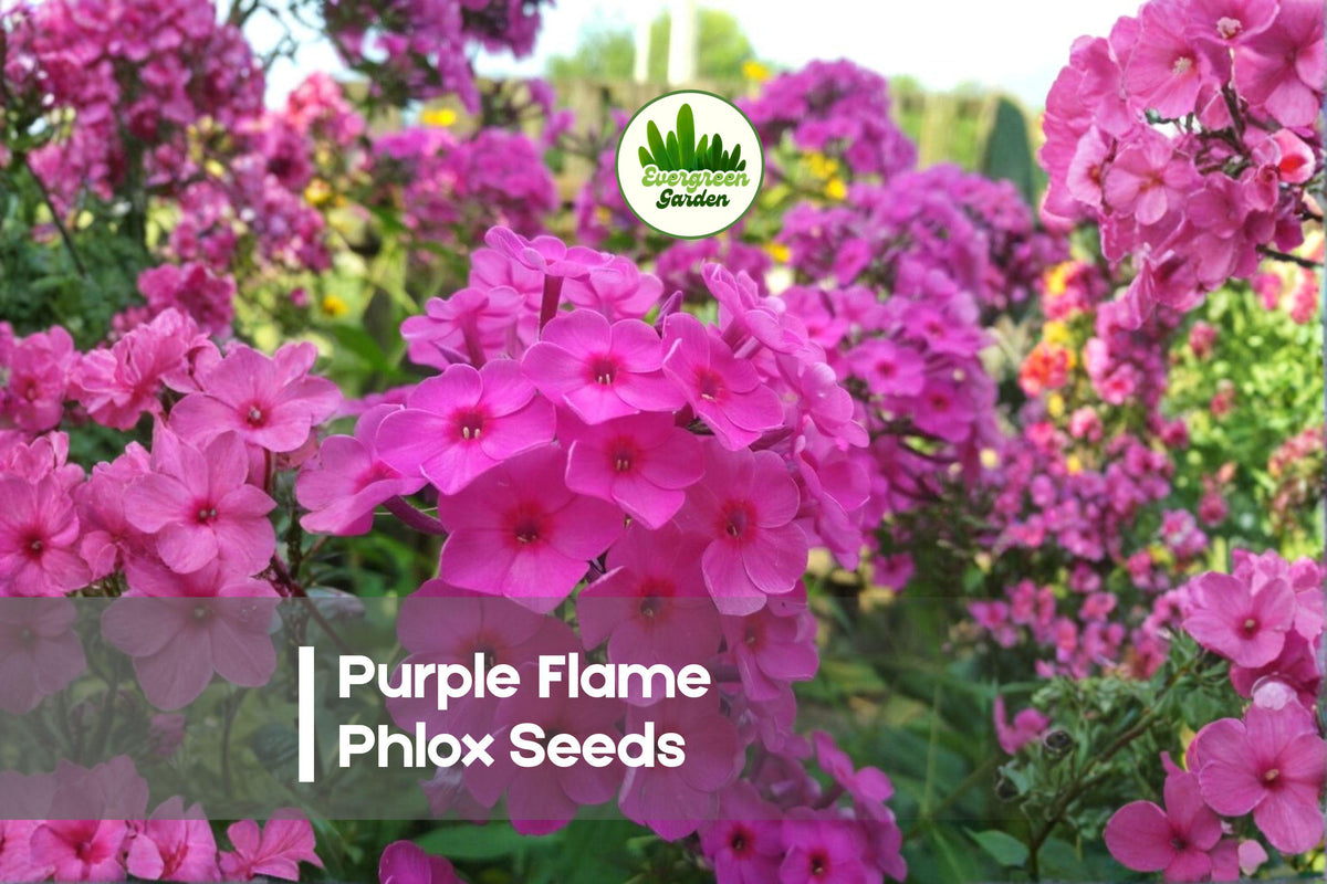 Purple Flame Phlox Seeds – 100 Pack, Deep Purple Annual Flower for Borders, Containers, Pollinator Gardens, Phlox drummondii