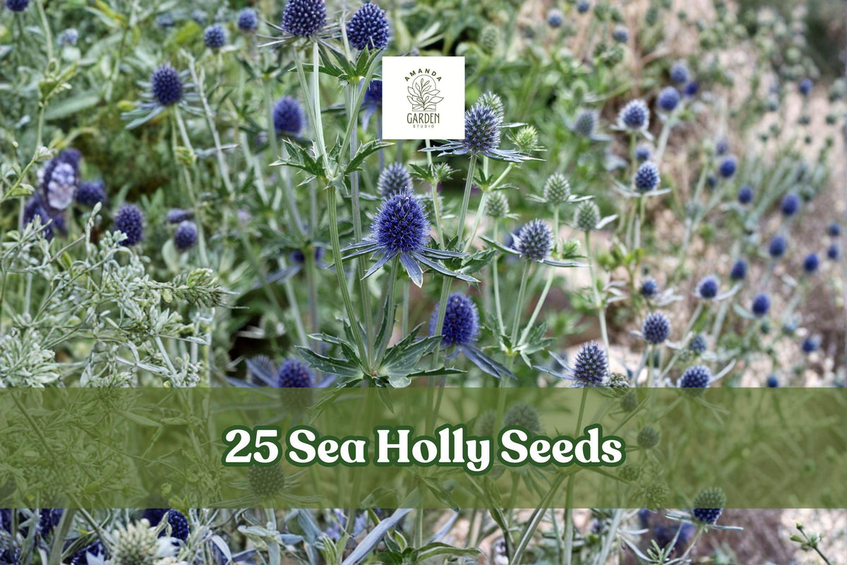 25 Sea Holly Seeds Eryngium Blue Star Flower Perennial Garden Plant for Borders & Dried Arrangements