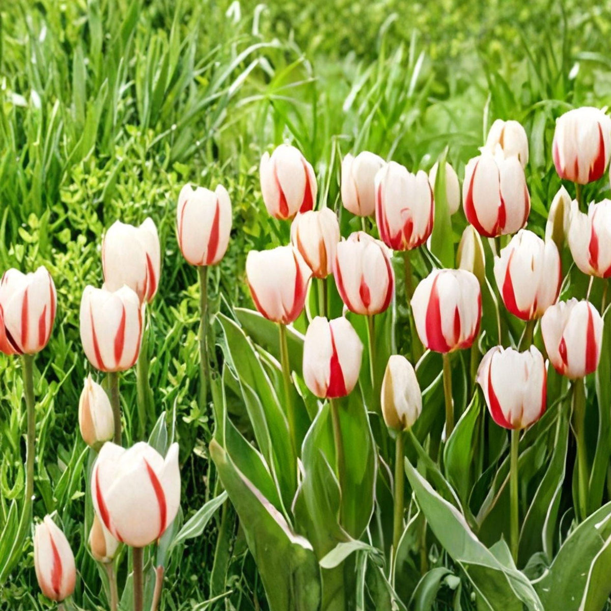 Red and White Tulip Bulbs – Spring Blooming Garden Flowers for Borders and Flower Beds (Tulipa gesneriana)