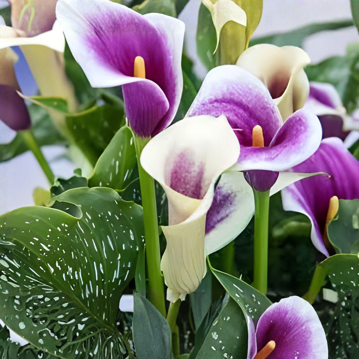 Picasso Calla Lily Bulbs – Rare Purple White Bicolor Summer Blooming Garden Plant – Zantedeschia
