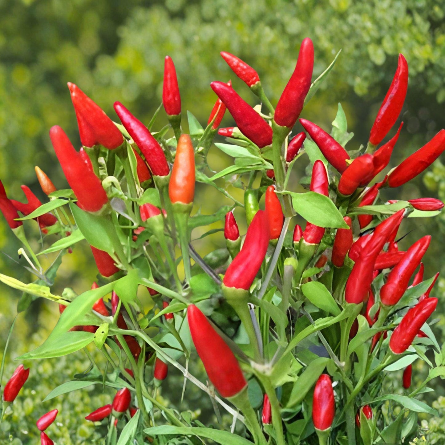 Red Thai Pepper Seeds – High Yield Spicy Chili Planting Vegetable – Capsicum annuum