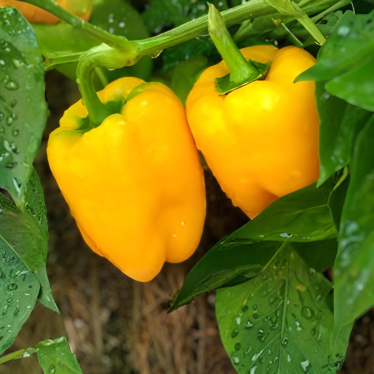 California Golden Pepper Seeds – Sweet Bell Vegetable Garden Planting Seeds for Bright Golden-Yellow Peppers