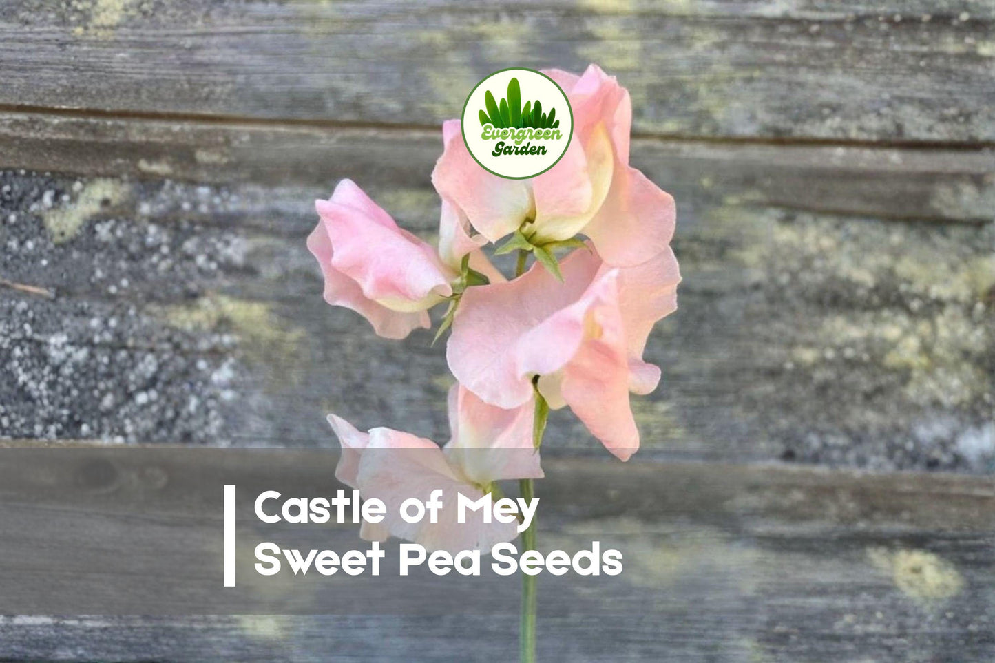 Castle of Mey Sweet Pea Seeds, Pink Fragrant Climbing Flower, Lathyrus odoratus, Cottage Garden, Cutting Garden