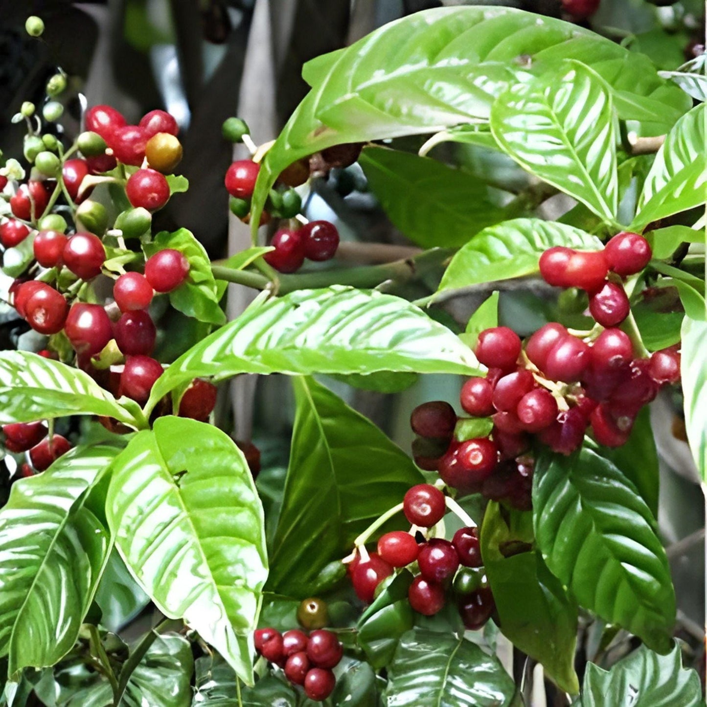 Arabica Coffee Seeds – Grow Your Own Coffee Plant, Tropical Indoor Seeds, Coffea Arabica, Exotic Plant for Home Cultivation