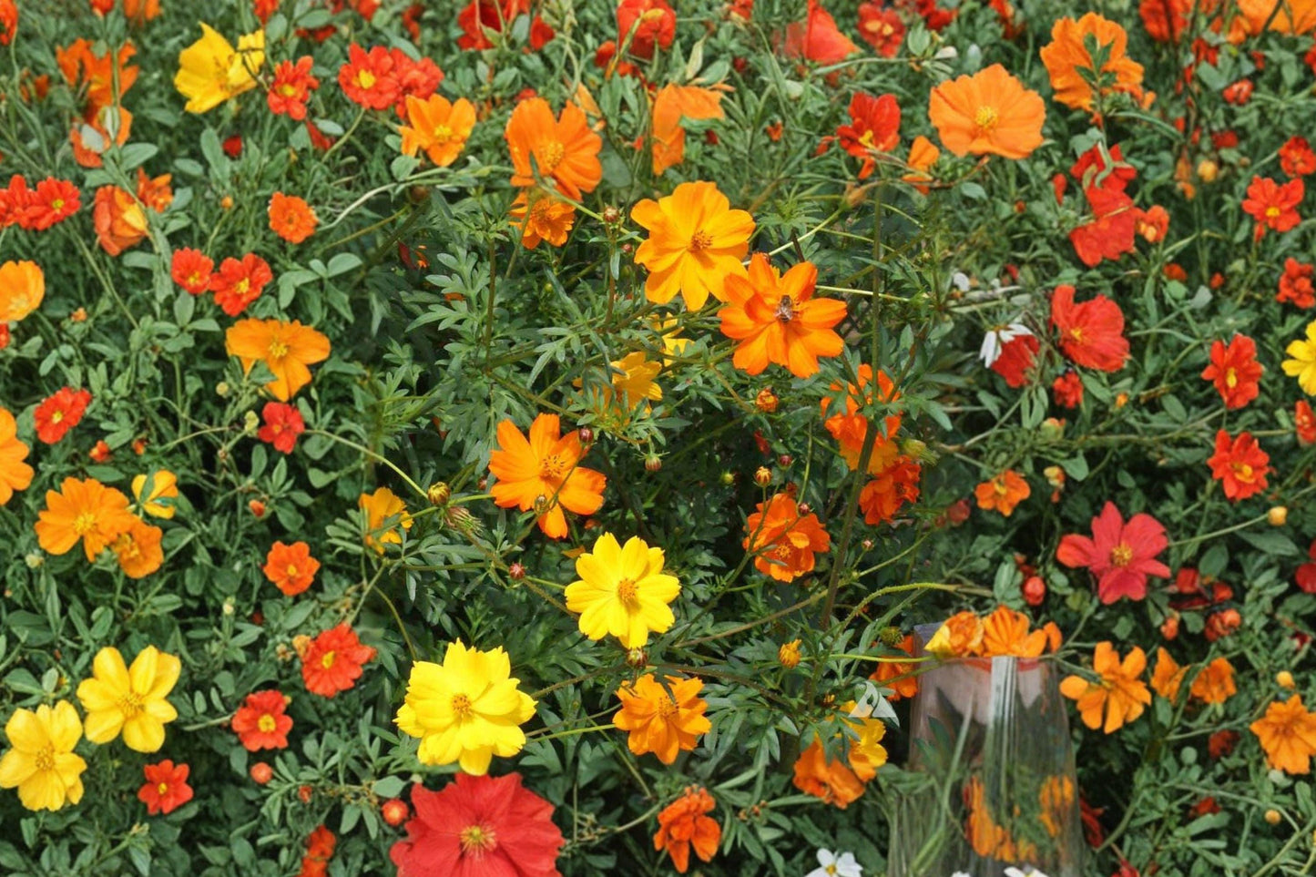 Bright Lights Sulphur Cosmos Seeds – Orange and Yellow Blooms, Pollinator Friendly Annual for Garden Beds and Borders (100+ Seeds)