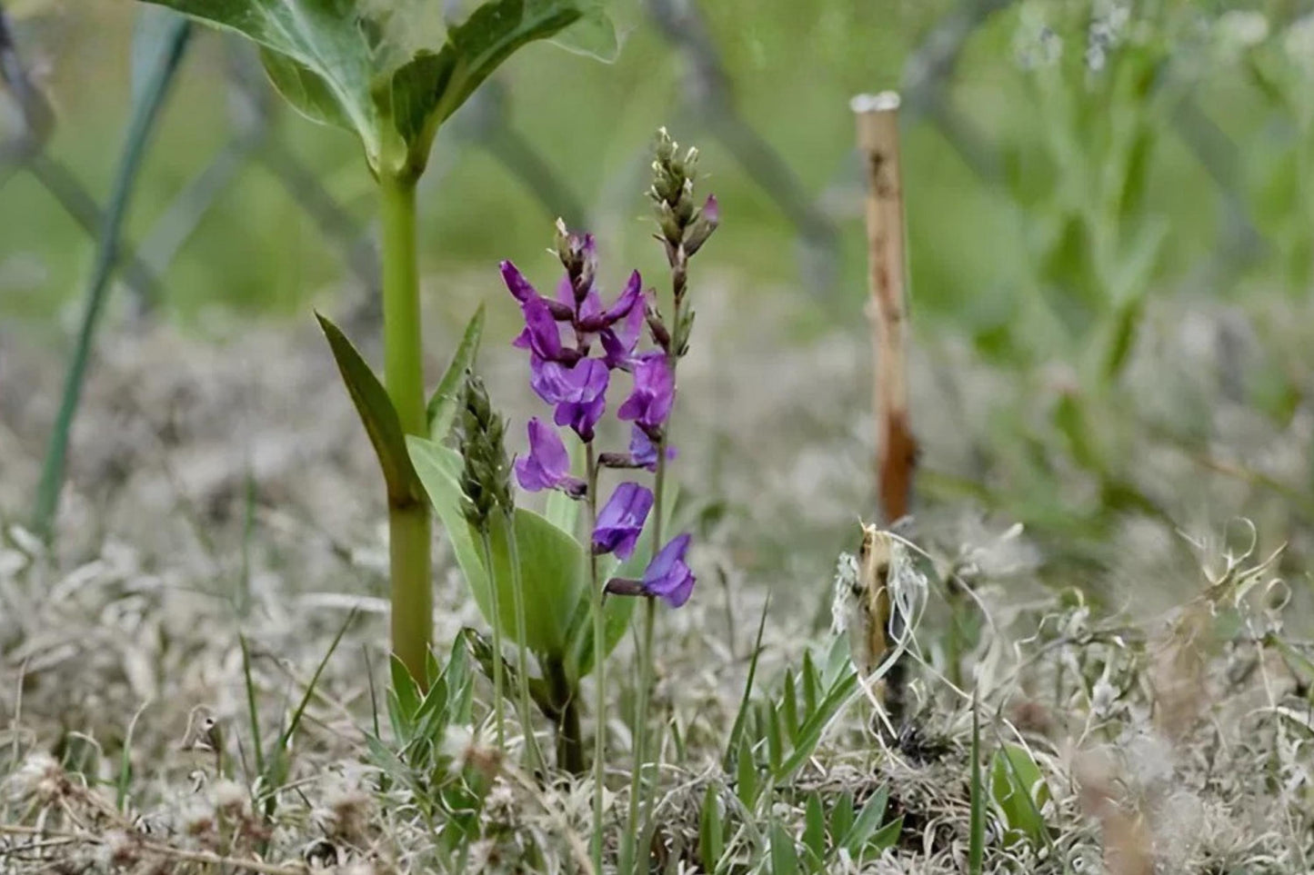 Showy Locoweed Seeds (Oxytropis lambertii) - Native Wildflower with Vibrant Purple Blooms, Drought-Tolerant, Prairie & Dry Landscape Plant