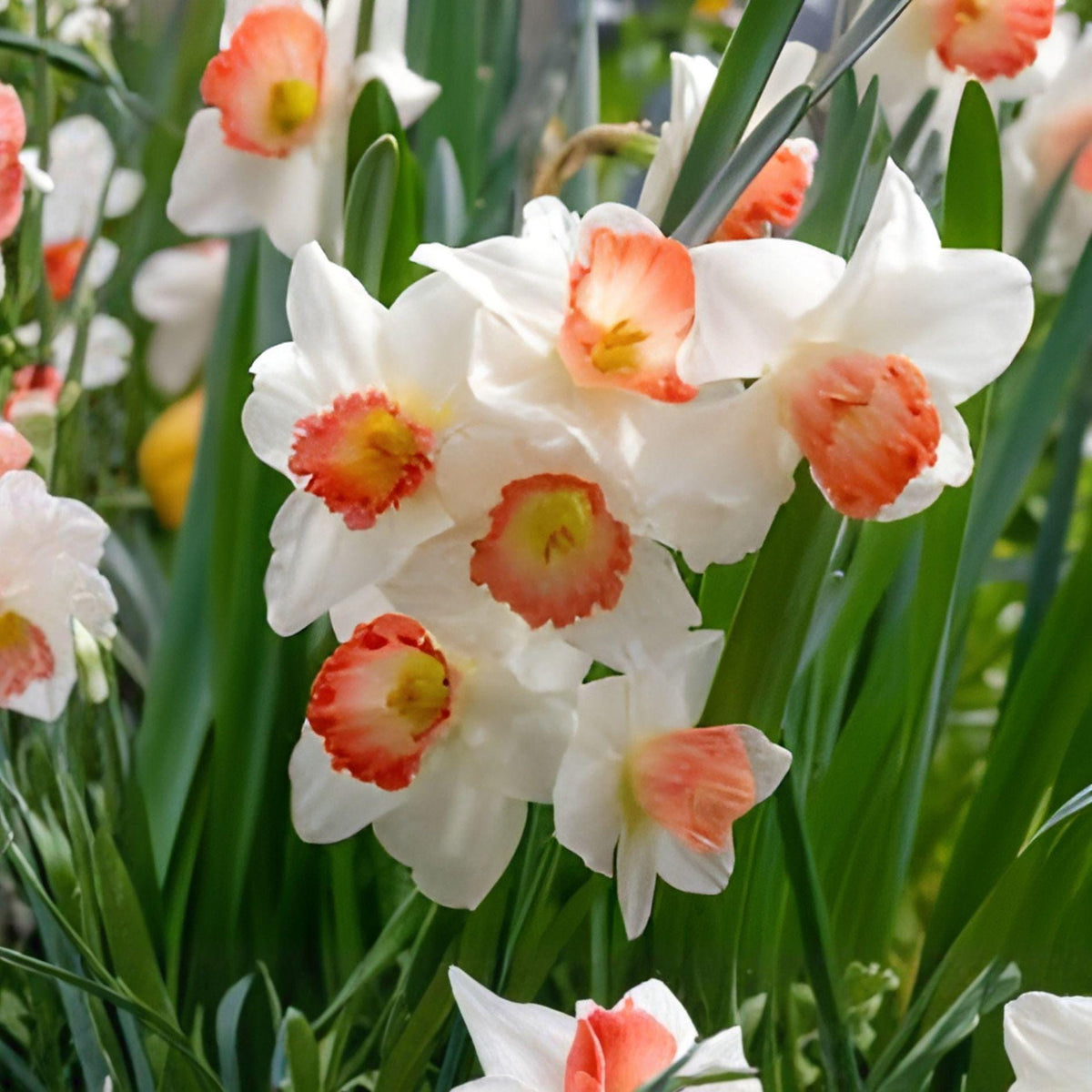 Pink Charm Daffodil Bulbs – 5 Narcissus White Pink Spring Flowers for Garden Beds & Borders