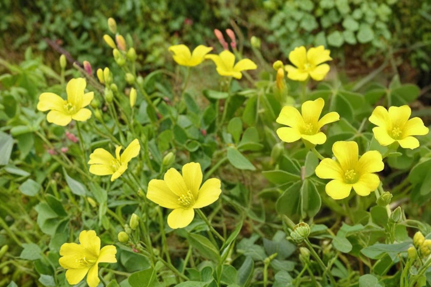 Chilean Yellow Clover Seeds – Oxalis valdiviensis Herbaceous Perennial Ground Cover with Bright Yellow Flowers, 10 Seeds