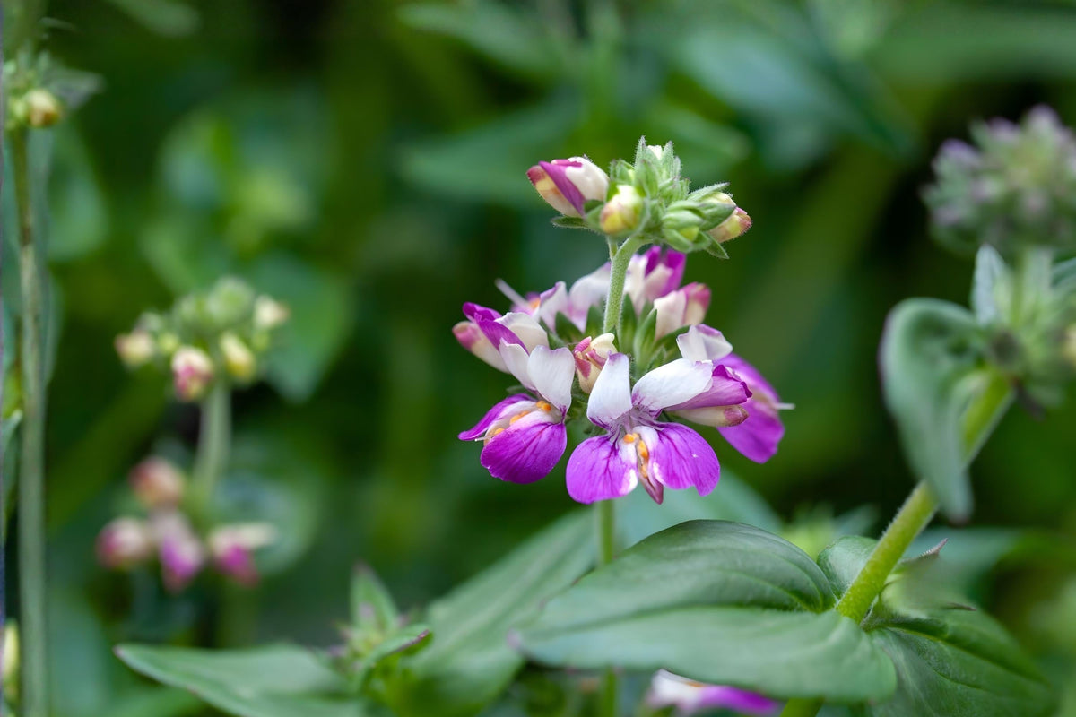 Chinese Houses Seeds (100) | Collinsia heterophylla Wildflower for Borders & Pollinator Gardens