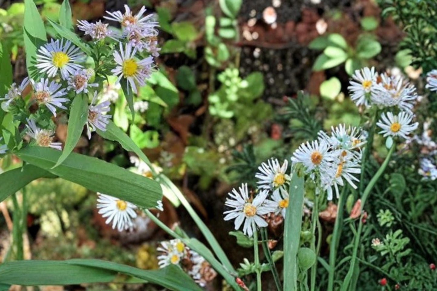 Willow Aster Seeds 100 Pack – Symphyotrichum praealtum Native Perennial with Pale Lavender Blue Flowers
