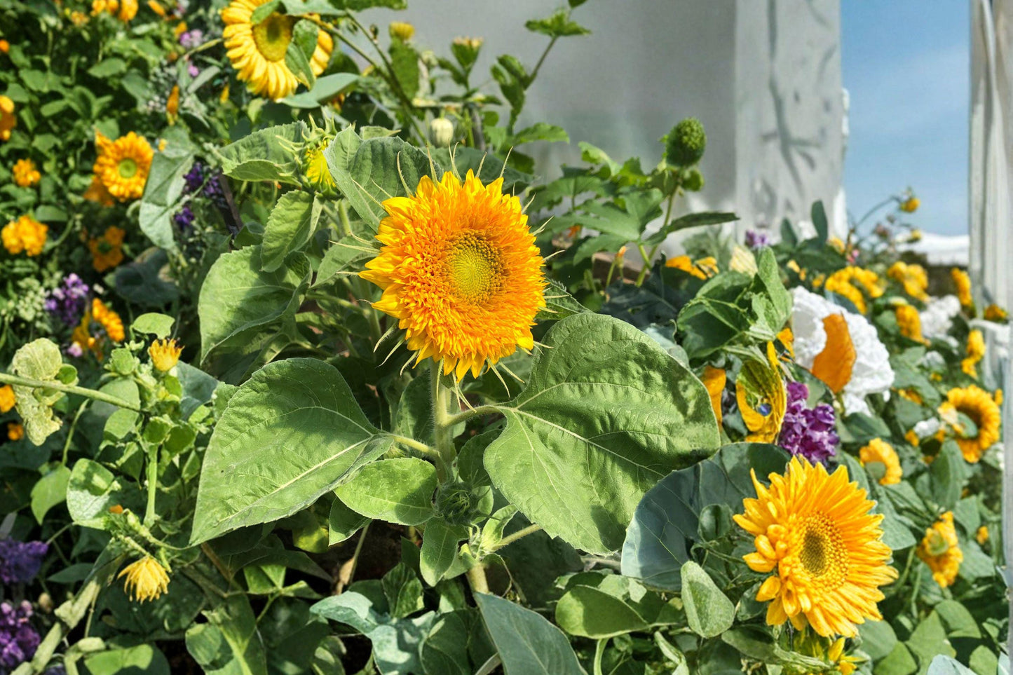 Dwarf Teddy Bear Sunflower Seeds – Compact Double Pompon Blooms, Bright Golden-Yellow, Heirloom, 10+ Seeds