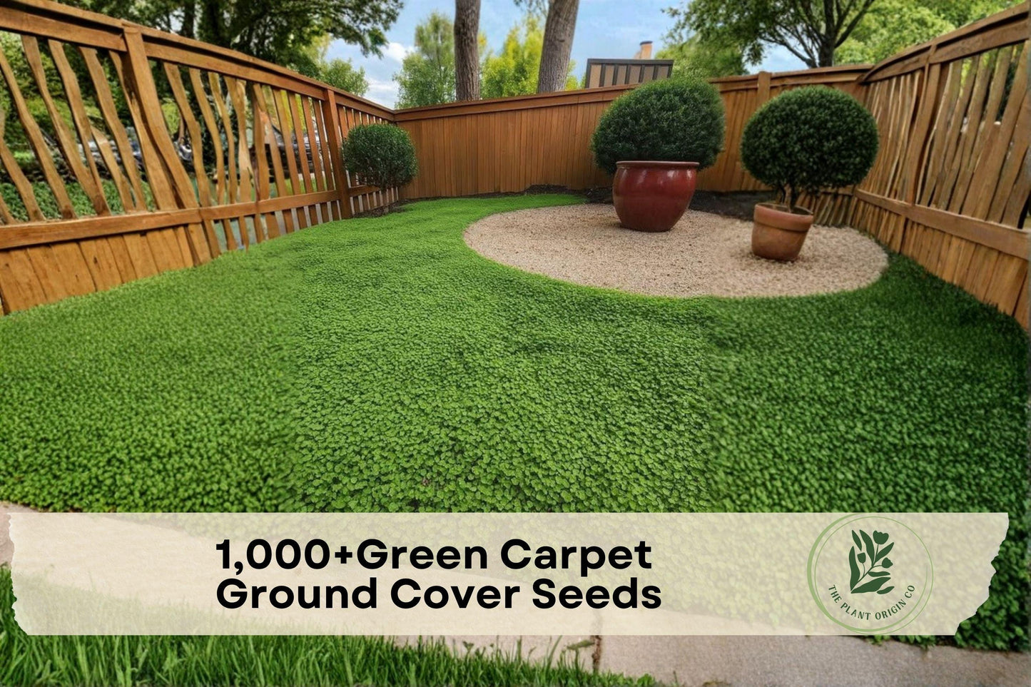 Green Carpet Ground Cover Seeds – Herniaria glabra, Low-Growing, Drought-Tolerant, Lawn Alternative, 1,000+ Seeds