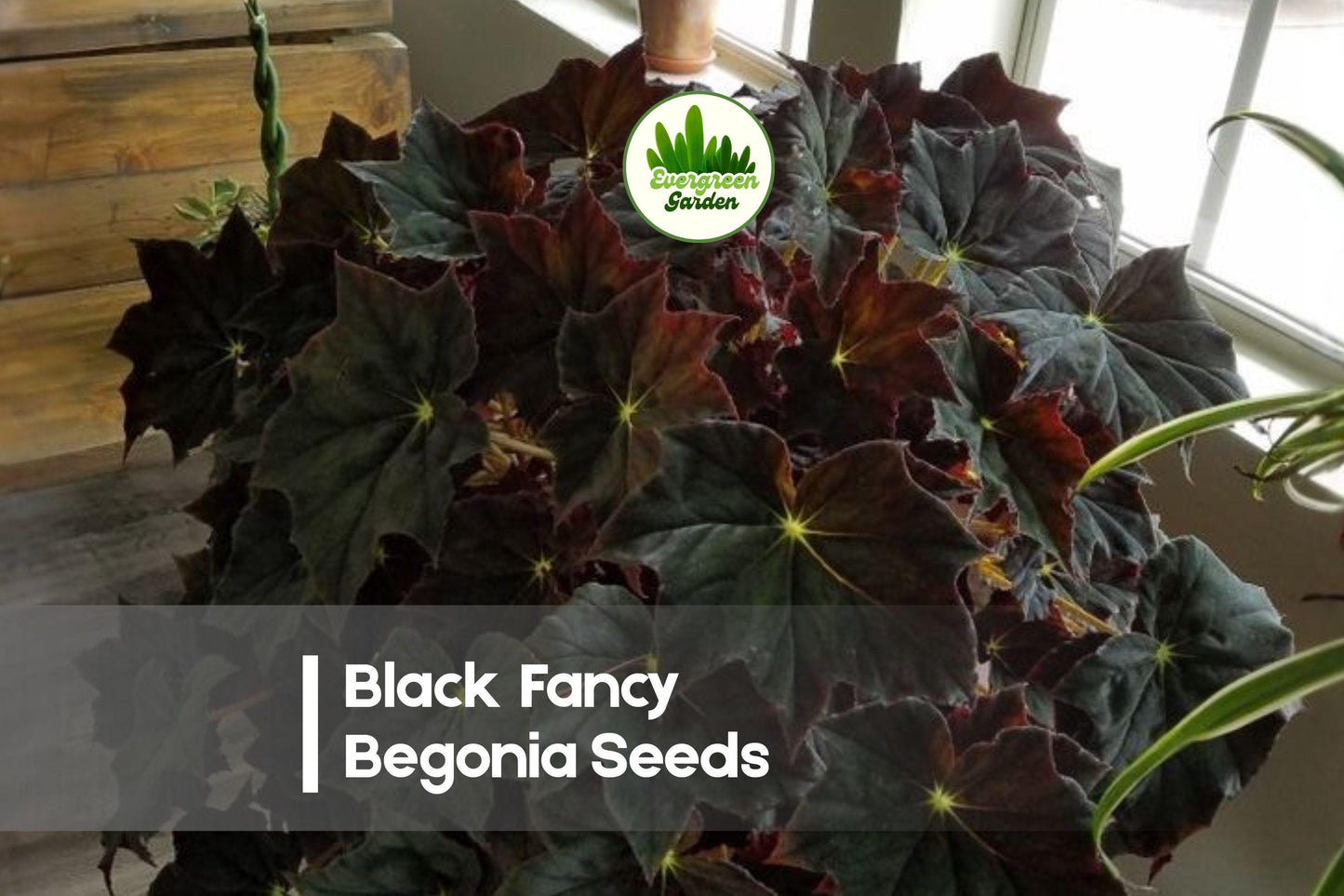 Black Fancy Rex Begonia Seeds – Dark Burgundy & Silver Foliage, Indoor & Shade Garden, Begonia rex hybrid