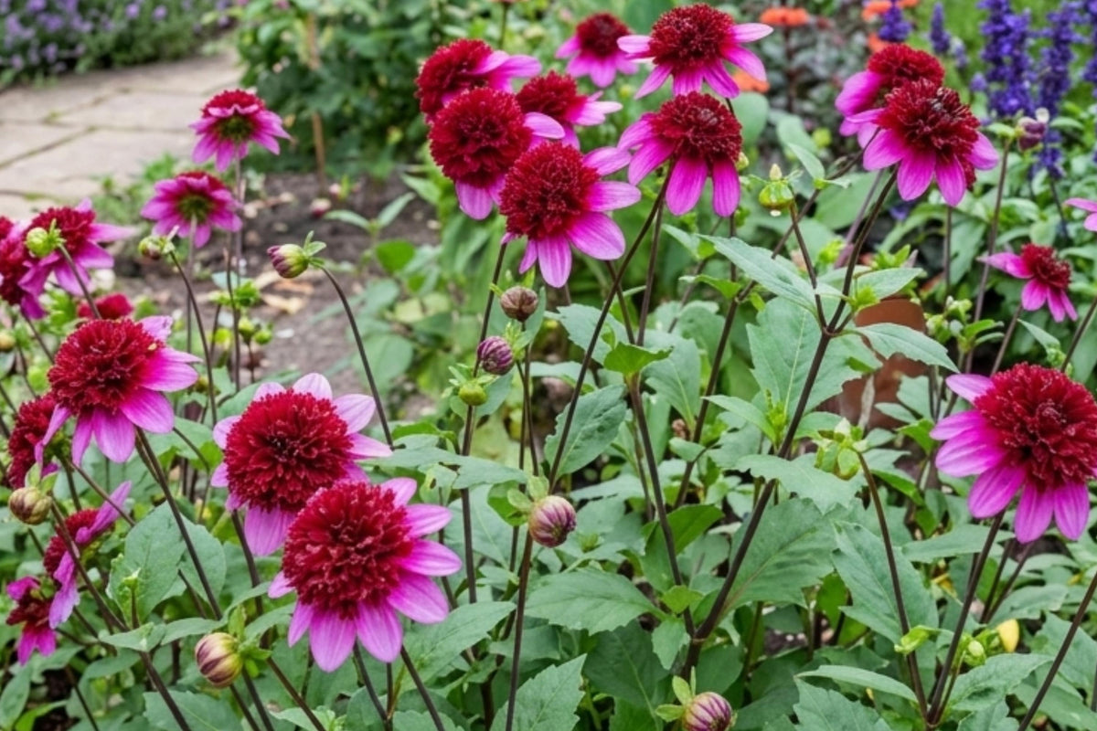 Powder Puff Dahlia Bulb Clump Poodle Skirt Variety Pink White Blooms Garden Flower Plant