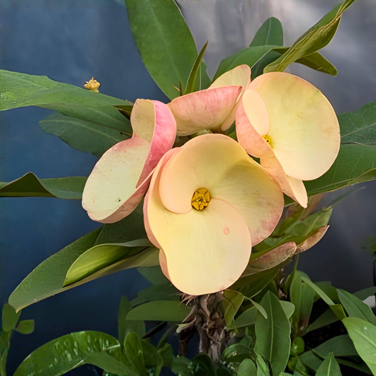 Crown of Thorns Cutting – Soft Pink Flowers, Succulent Starter Plant, Euphorbia milii, Indoor & Outdoor Garden Plant