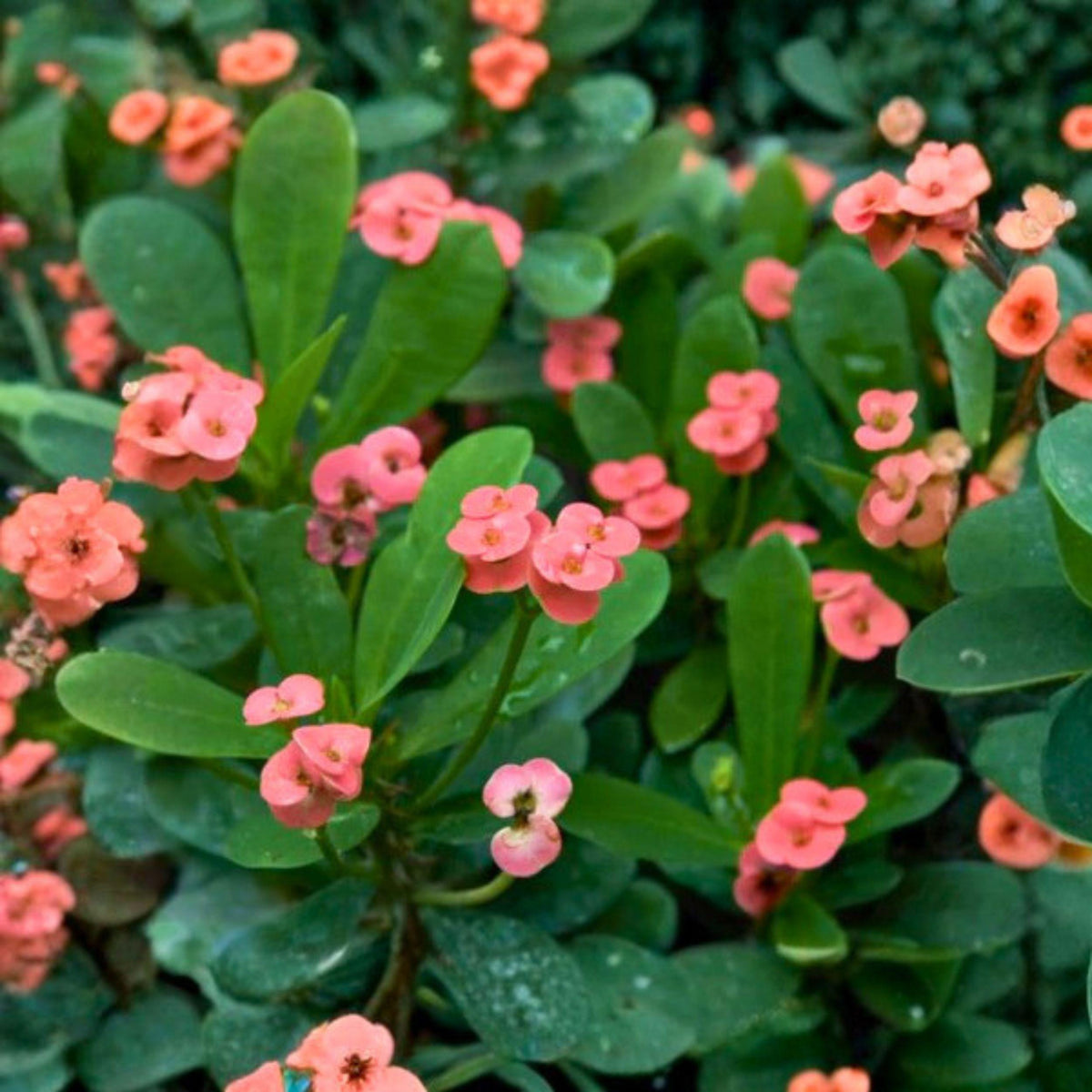 Euphorbia milii Pink Crown of Thorns Cutting - Succulent Propagation Plant, Pink Flowers, Indoor & Outdoor Garden