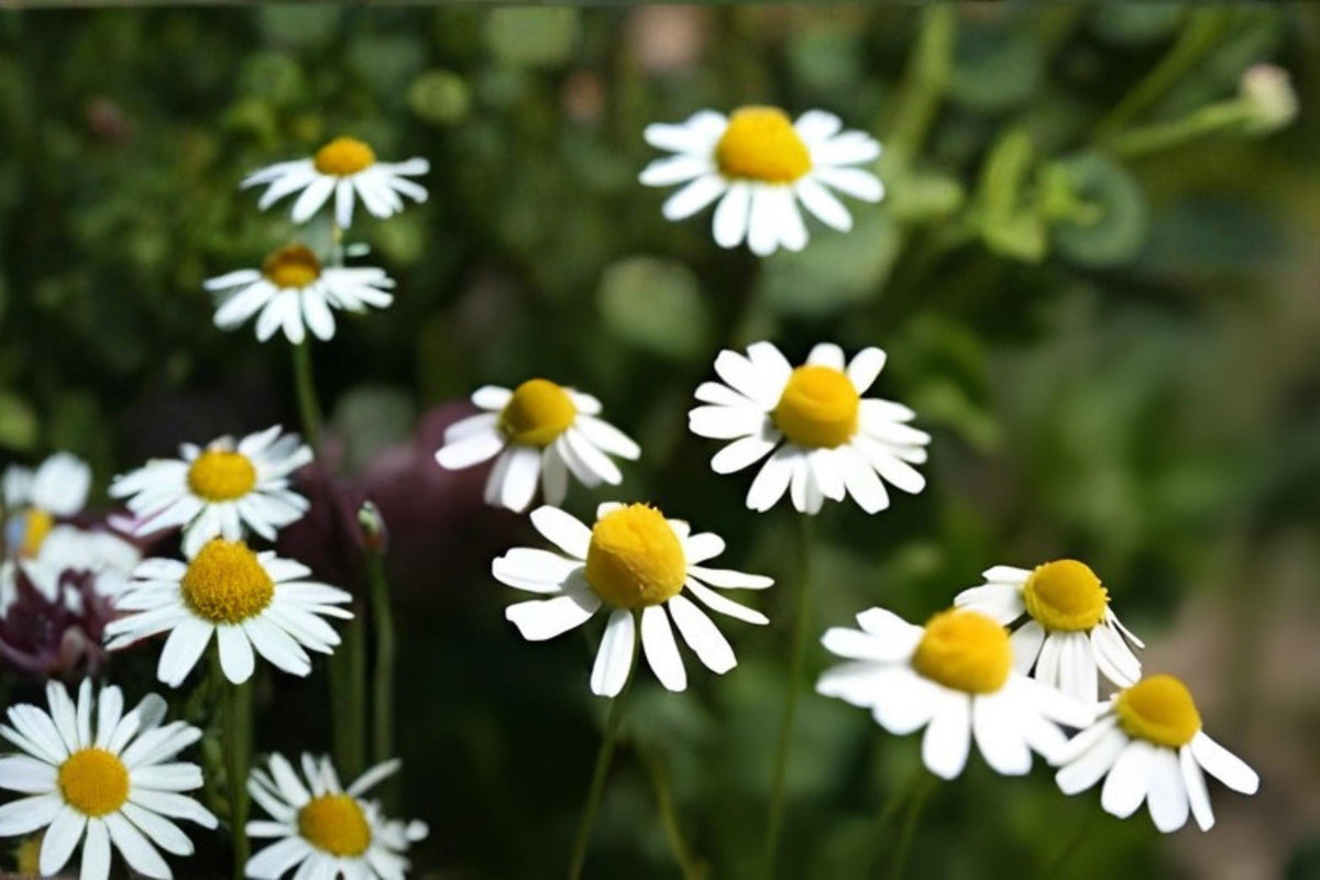 German Chamomile Seeds - 100 Pack, Medicinal Herb for Tea & Remedies, Matricaria recutita, Easy to Grow, Pollinator Garden