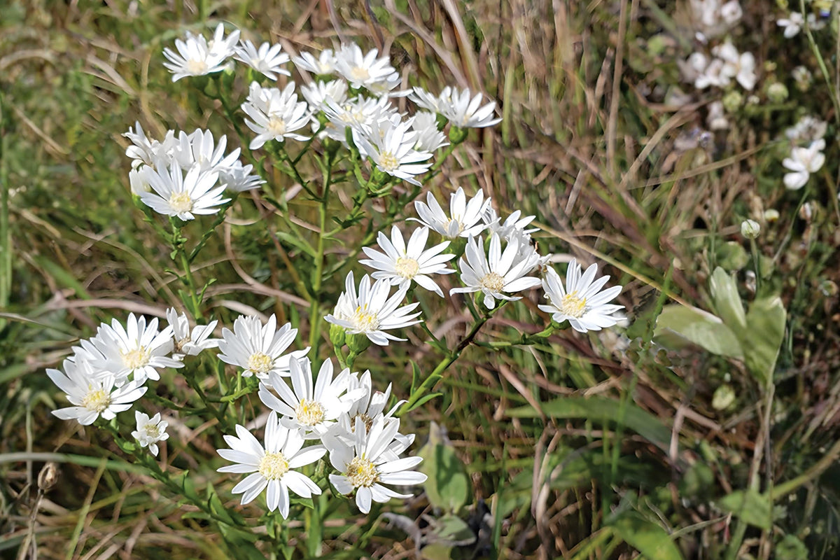 Upland White Goldenrod Seeds (100) - Native Wildflower for Prairies, Dry Gardens & Pollinator Habitats - Oligoneuron rigidum