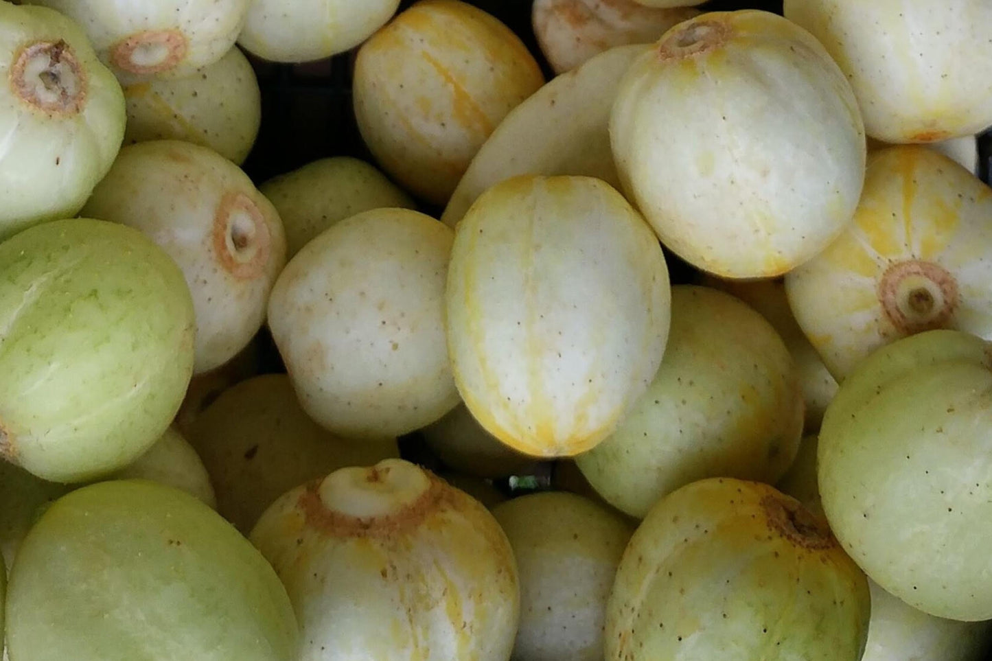 Lemon Cucumber Seeds, Heirloom, High Yield, Crisp Sweet Flavor, Round Yellow Cucumbers, Non-GMO, 100+ Seeds