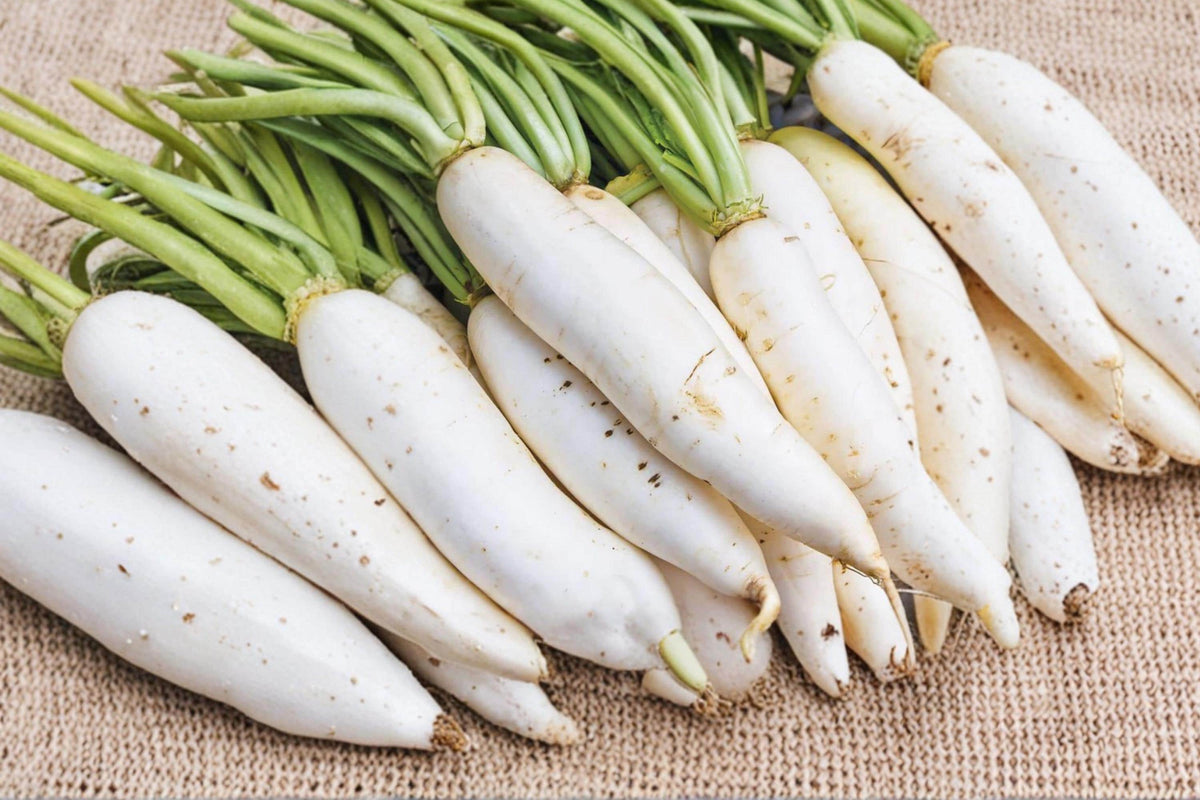 White Icicle Radish Seeds – Organic Heirloom, Fast Growing, Crisp Root Vegetable, 300+ Seeds