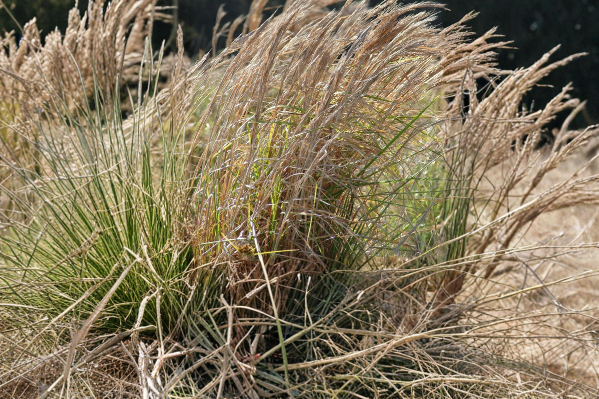 Broomsedge Grass Seeds – 100 Perennial Seeds – Andropogon virginicus – Native Prairie Ornamental Drought Tolerant Plant
