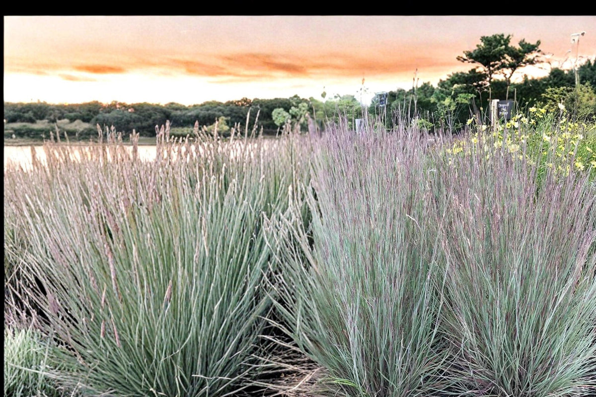 Little Bluestem Grass Seeds – Schizachyrium scoparium, Native Perennial Prairie & Meadow Grass, Drought Tolerant, Blue-Green Foliage