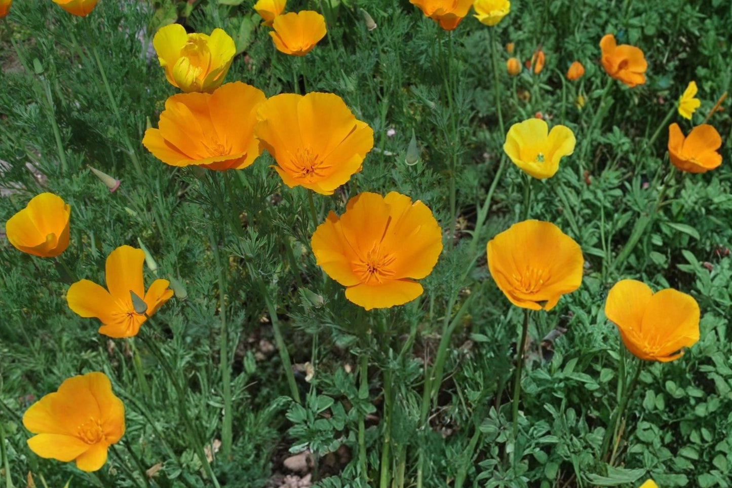 California Poppy Seeds – Eschscholzia californica, Bright Orange Wildflower, Annual Herbaceous Flower, Drought Tolerant, Meadow & Border Plant