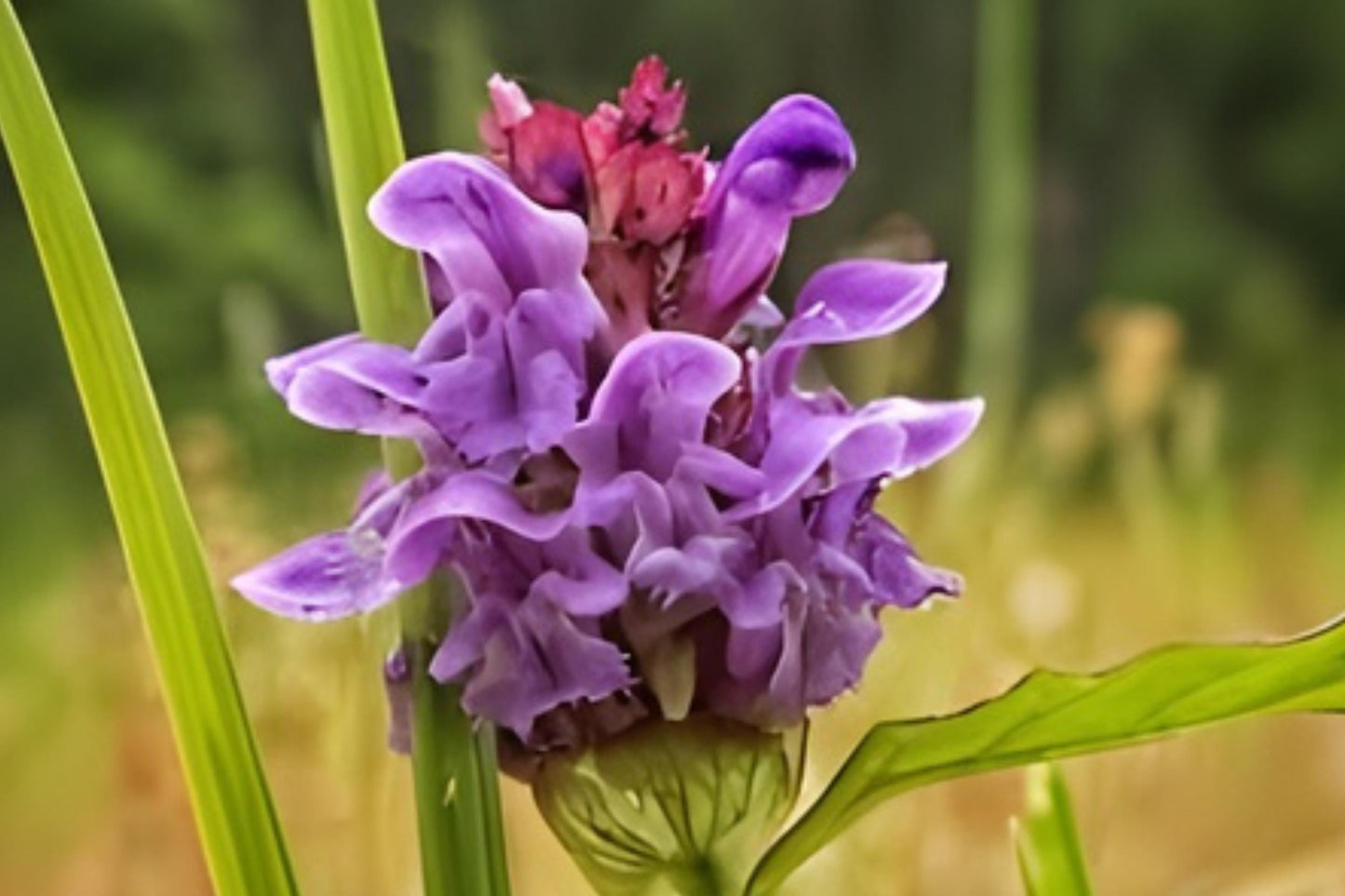 Self Heal Seeds (100) | Prunella vulgaris | Native Herb for Pollinators & Herbal Use | Easy to Grow for Lawns & Meadows