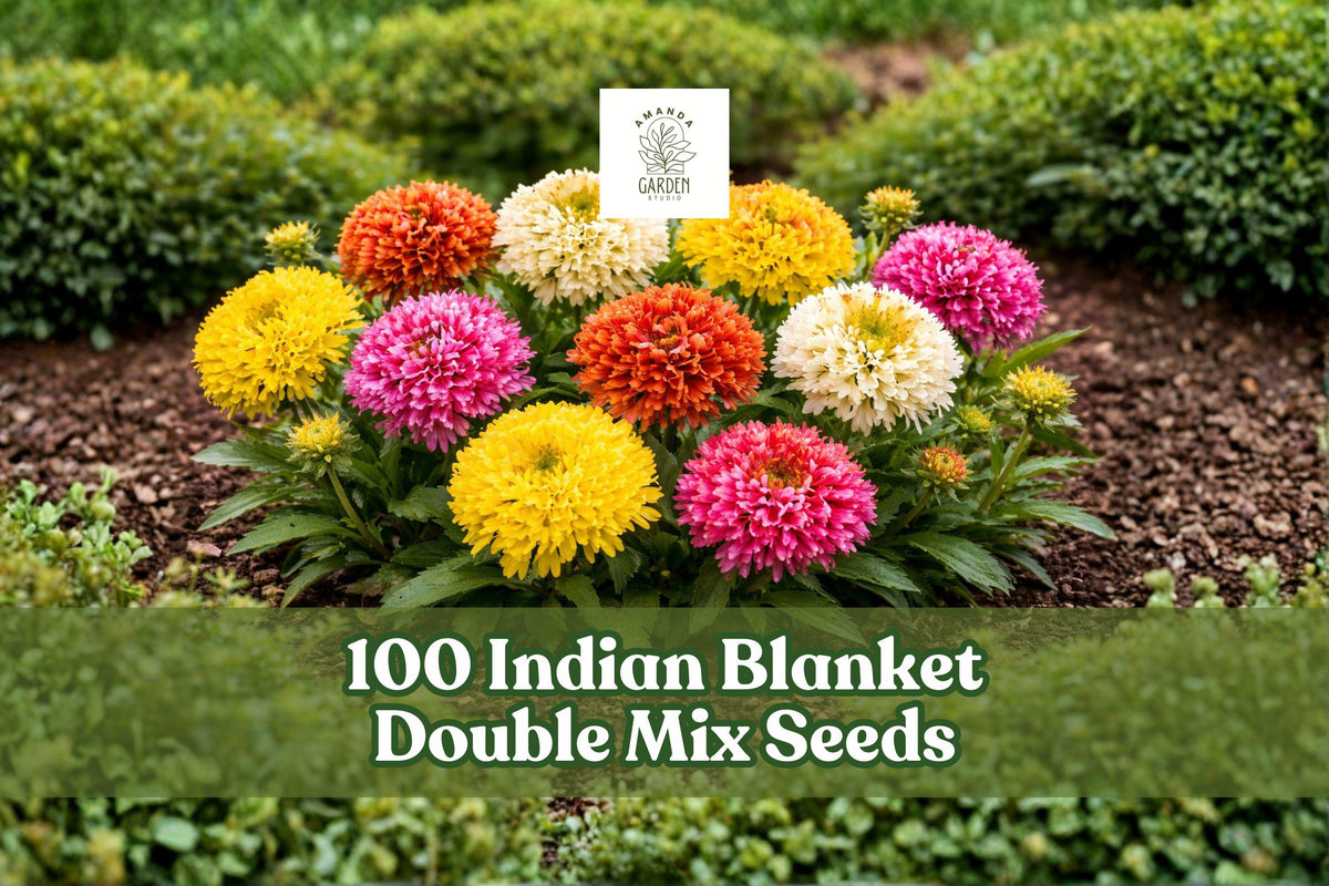 Indian Blanket Flower Seeds, Gaillardia pulchella Double Mix, Wildflower Seeds for Garden Beds & Pollinator Gardens