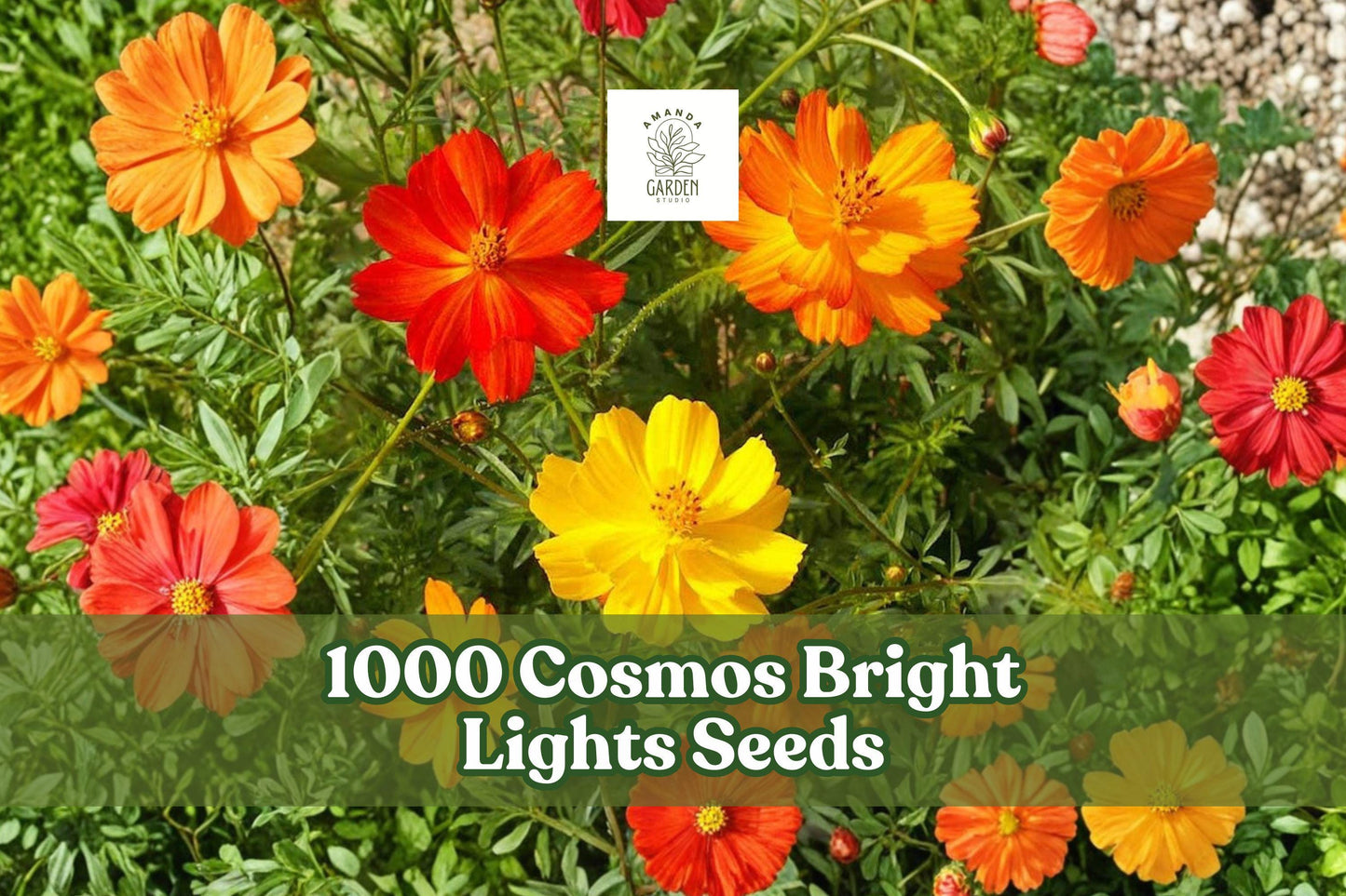 Cosmos Bright Lights Seeds Mixed Color Flower Garden - Cosmos sulphureus, Annual, Vibrant Orange, Yellow, Gold, Full Sun, 1000 Seeds