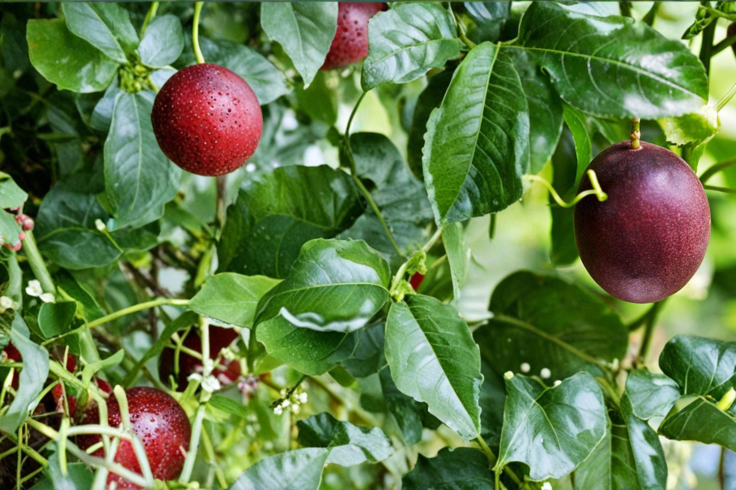 Passion Fruit Seeds – Passiflora edulis – Tropical Climbing Vine with Edible Purple Fruit and Fragrant Flowers