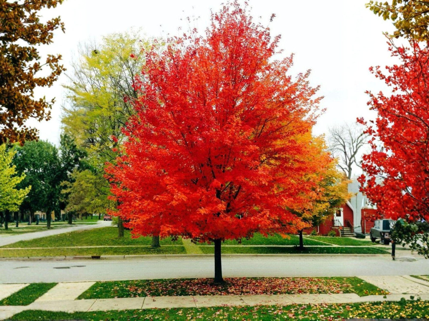 Red Maple Trees Bare Root 1-3 ft, Acer rubrum, Fast-Growing Shade Trees, Seasonal Foliage, Landscape Plants, Live Plants