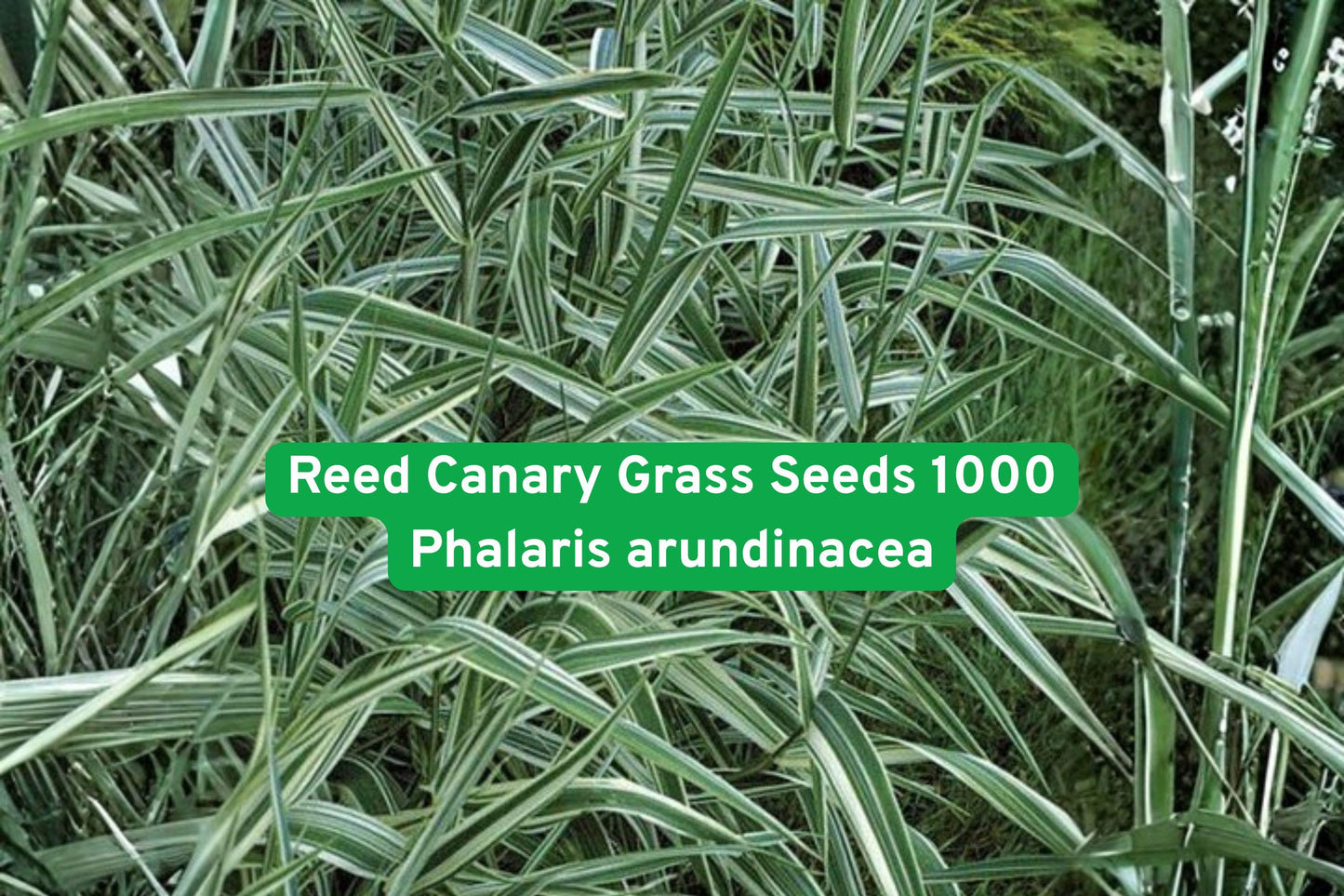 Reed Canary Grass Seeds 1000 | Ornamental Wetland Grass | Phalaris arundinacea for Erosion Control & Landscaping