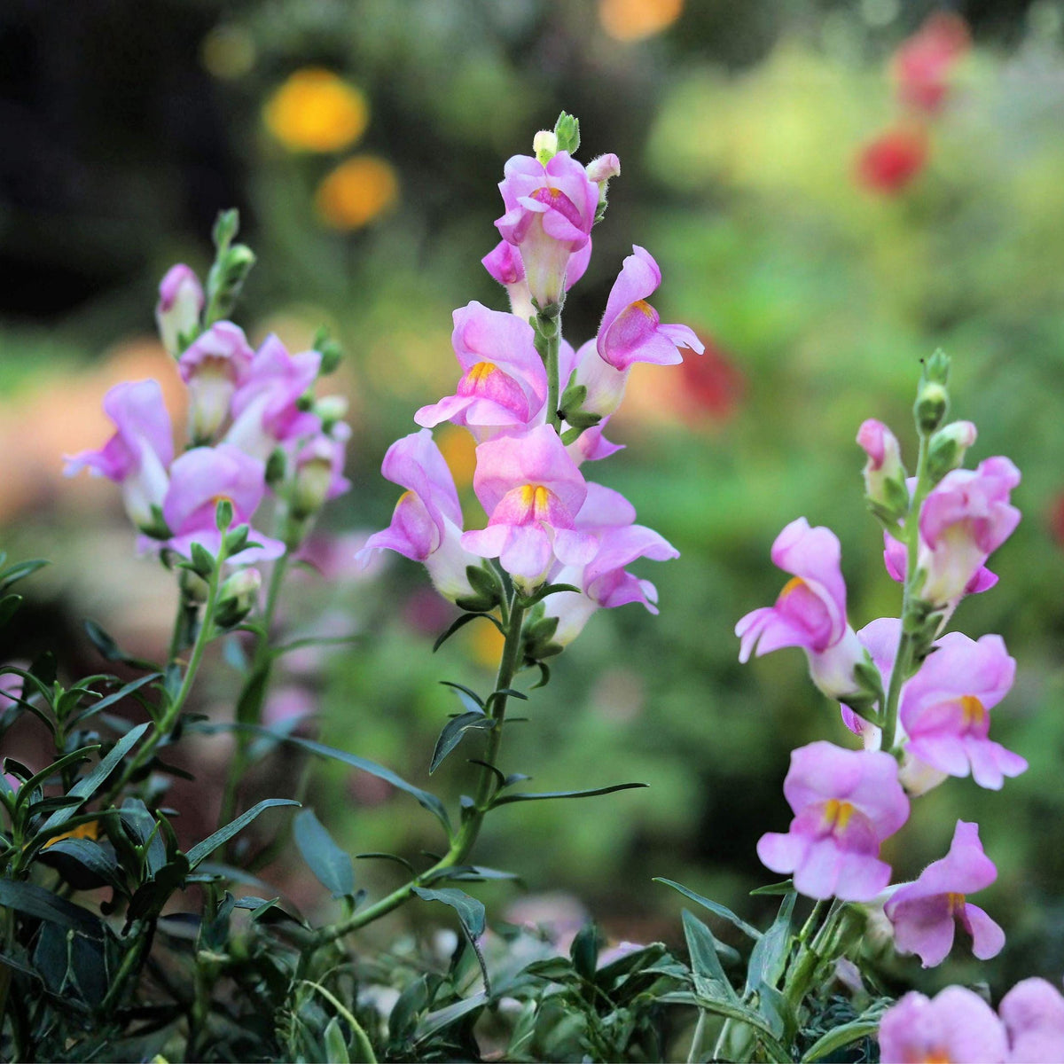 Calico Beardtongue Seeds 100 Penstemon calycosus Native Wildflower Pollinator Perennial for Gardens and Prairie Plantings