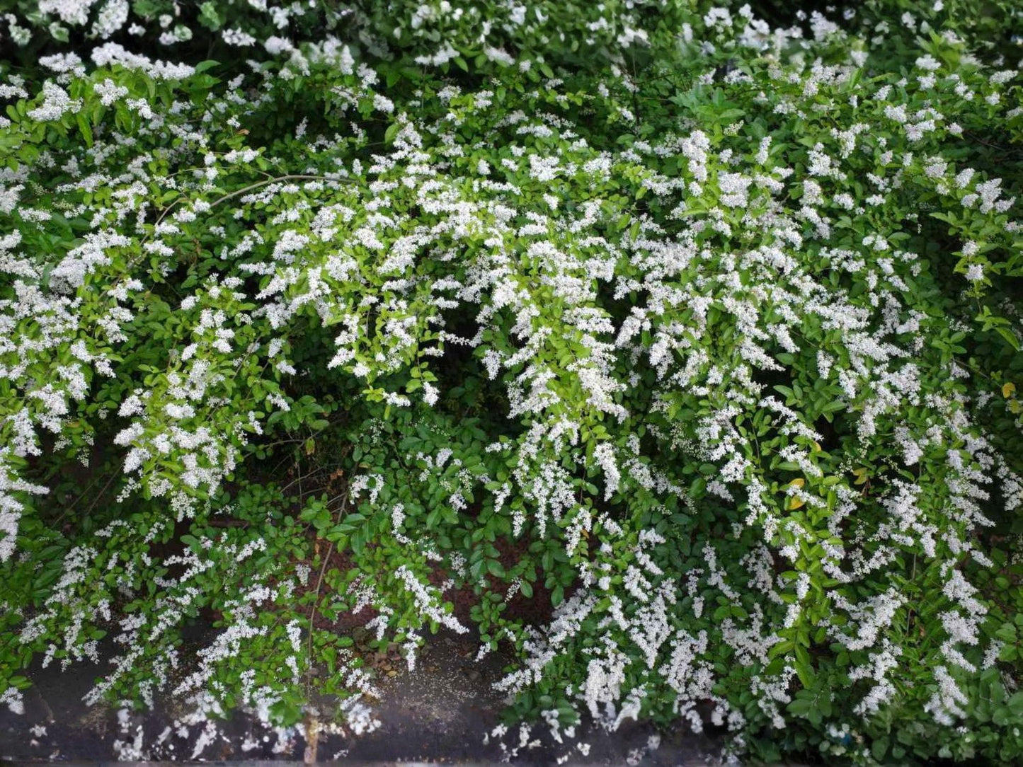 Chinese Privet Cuttings 6 Inch Ligustrum sinense Shrub for Hedge and Landscaping, White Flowers