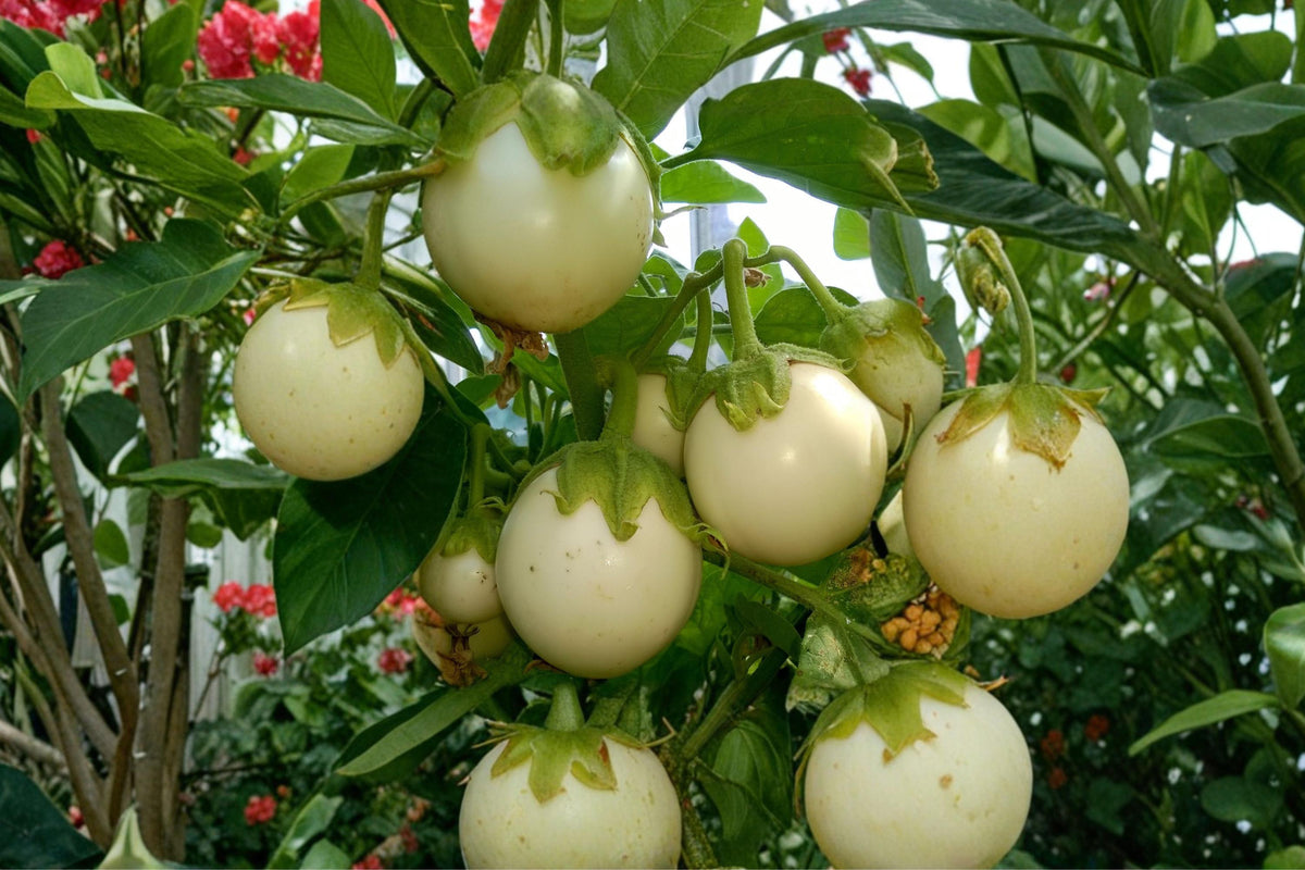 White Eggplant Seeds, Heirloom Organic Small Egg Fruits, Mild Flavor, High Yield, 200+ Seeds for Gardening and Cooking