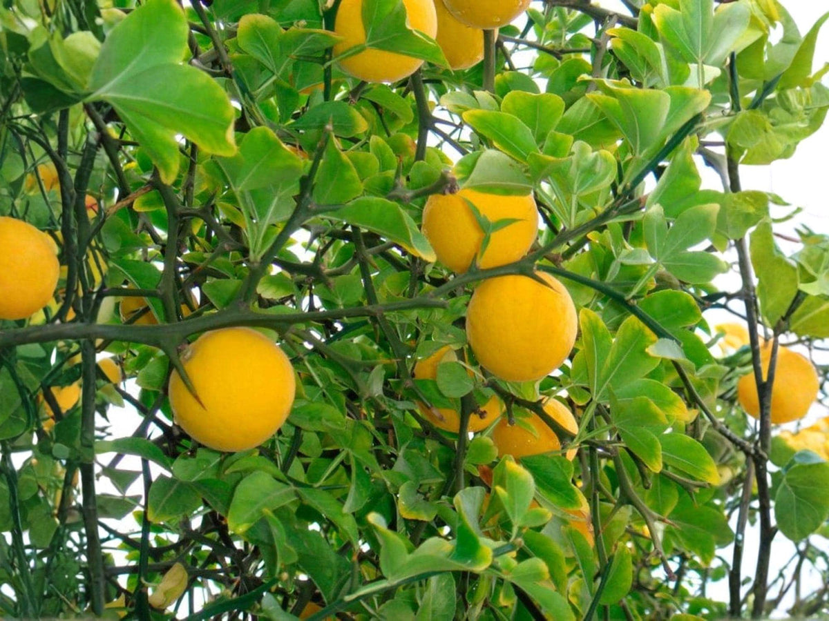 Hardy Orange Citrus Tree 2 Plants Poncirus trifoliata Cold Tolerant Edible Garden, Ornamental Fruit Tree