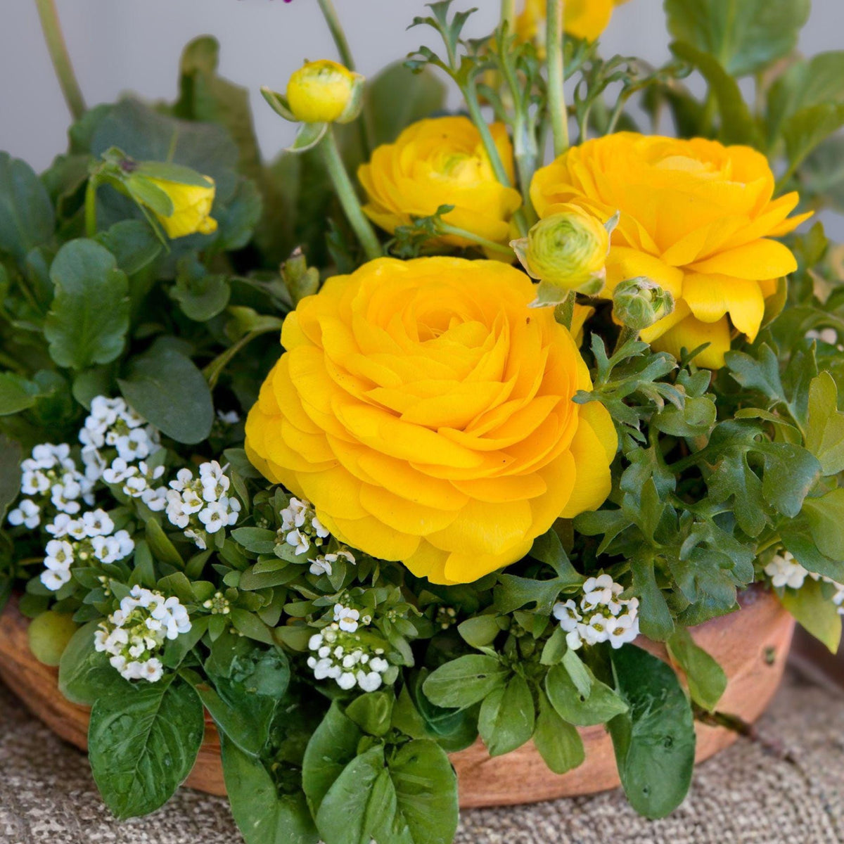 Yellow Ranunculus Bulbs – 10 Peony-Style Spring Garden Flowers for Bright Yellow Blooms, Ornamental Cut Flowers, Ranunculus asiaticus