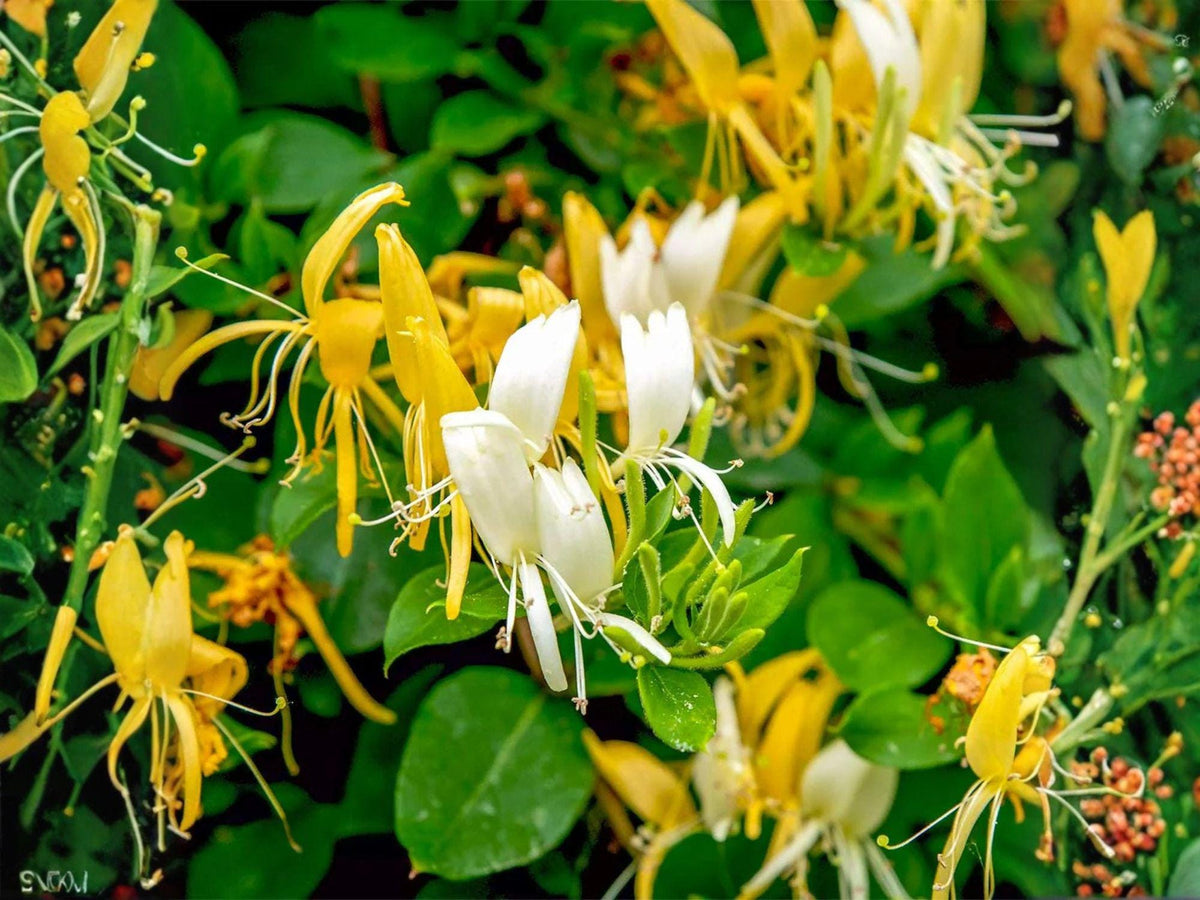 Halls Honeysuckle Vine 4 Plants, 6 Inch, White Yellow Fragrant Flowers, Lonicera japonica, Climbing & Trailing Garden Plant