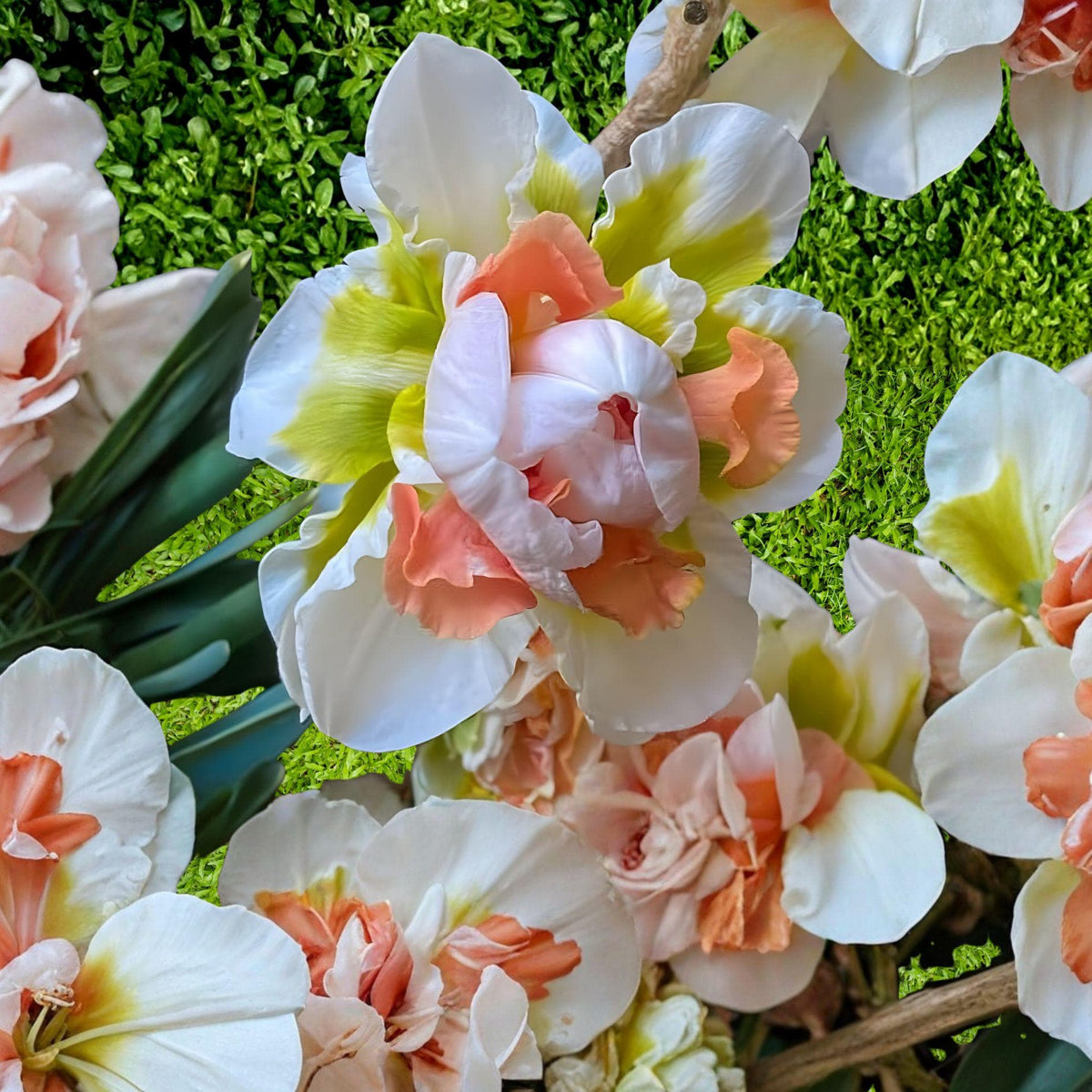 Replete Double Daffodil Bulbs – Pink White Flowers, Spring Blooming Garden Bulbs, Narcissus poeticus var. replete