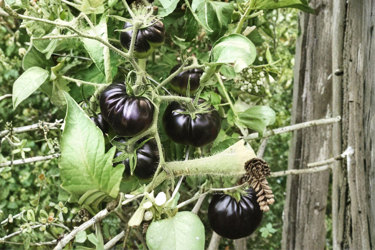Black Beauty Heirloom Tomato Seeds – Non-GMO, Dark Purple Fruit, High Yield, Indeterminate, 120+ Seeds