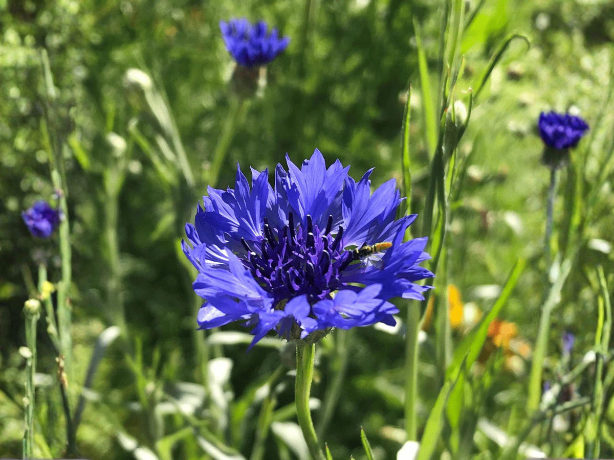 Blue Bachelor’s Button Seeds, Heirloom, Non-GMO, Centaurea cyanus, Bright Blue Flowers, Pollinator-Friendly Garden Plant